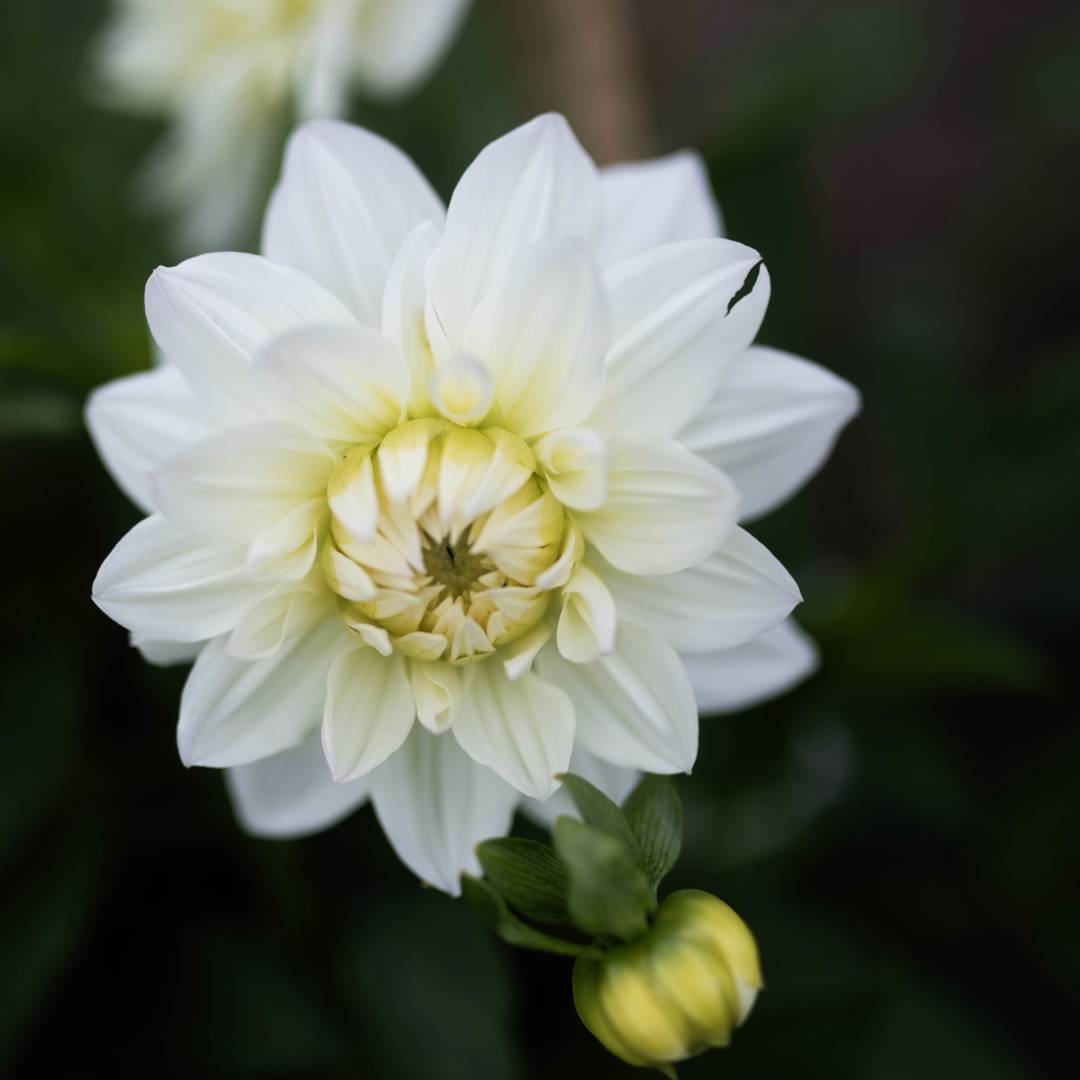 Dahlia White Swan