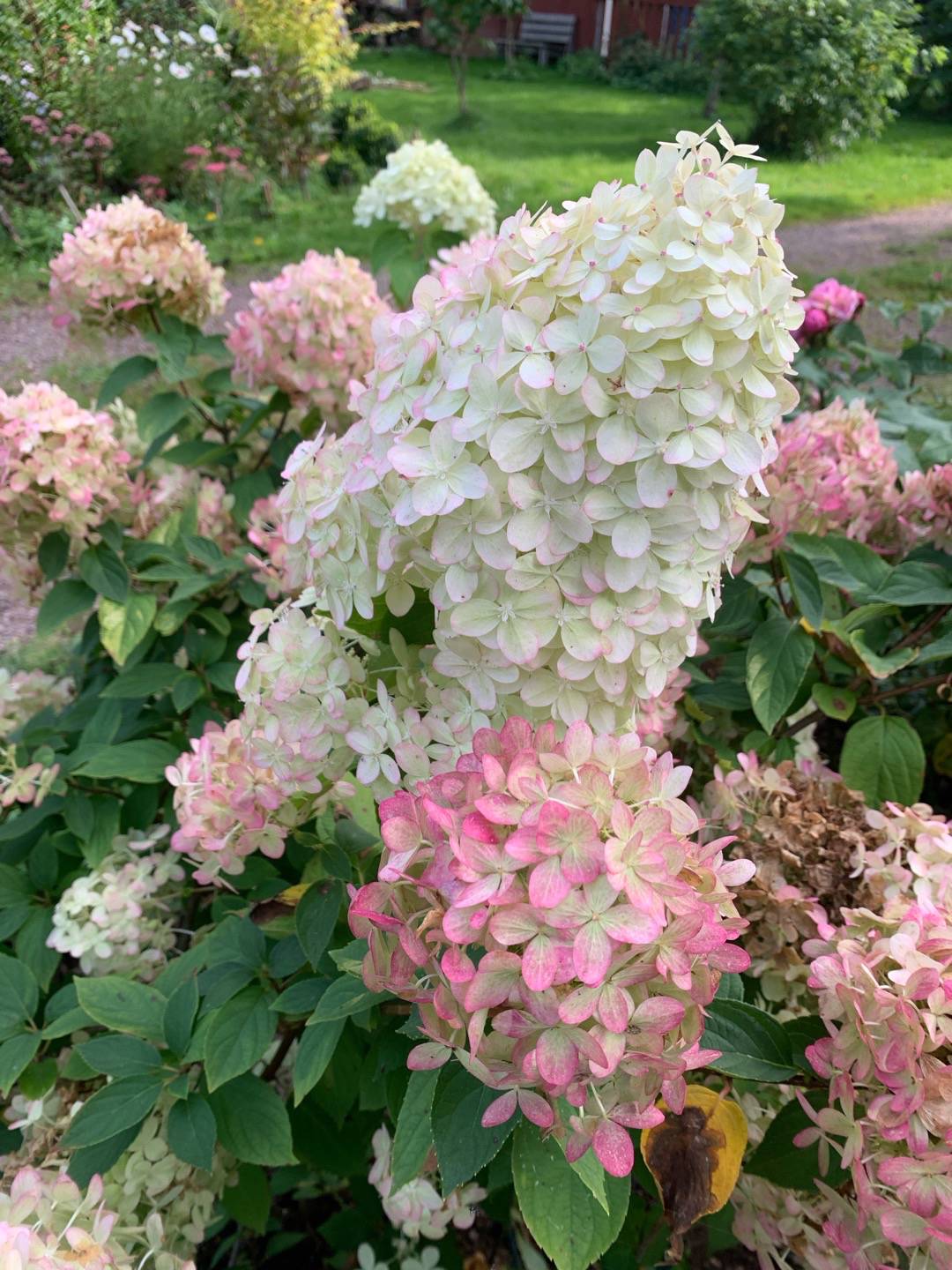 Syrenhortensia Limelight
