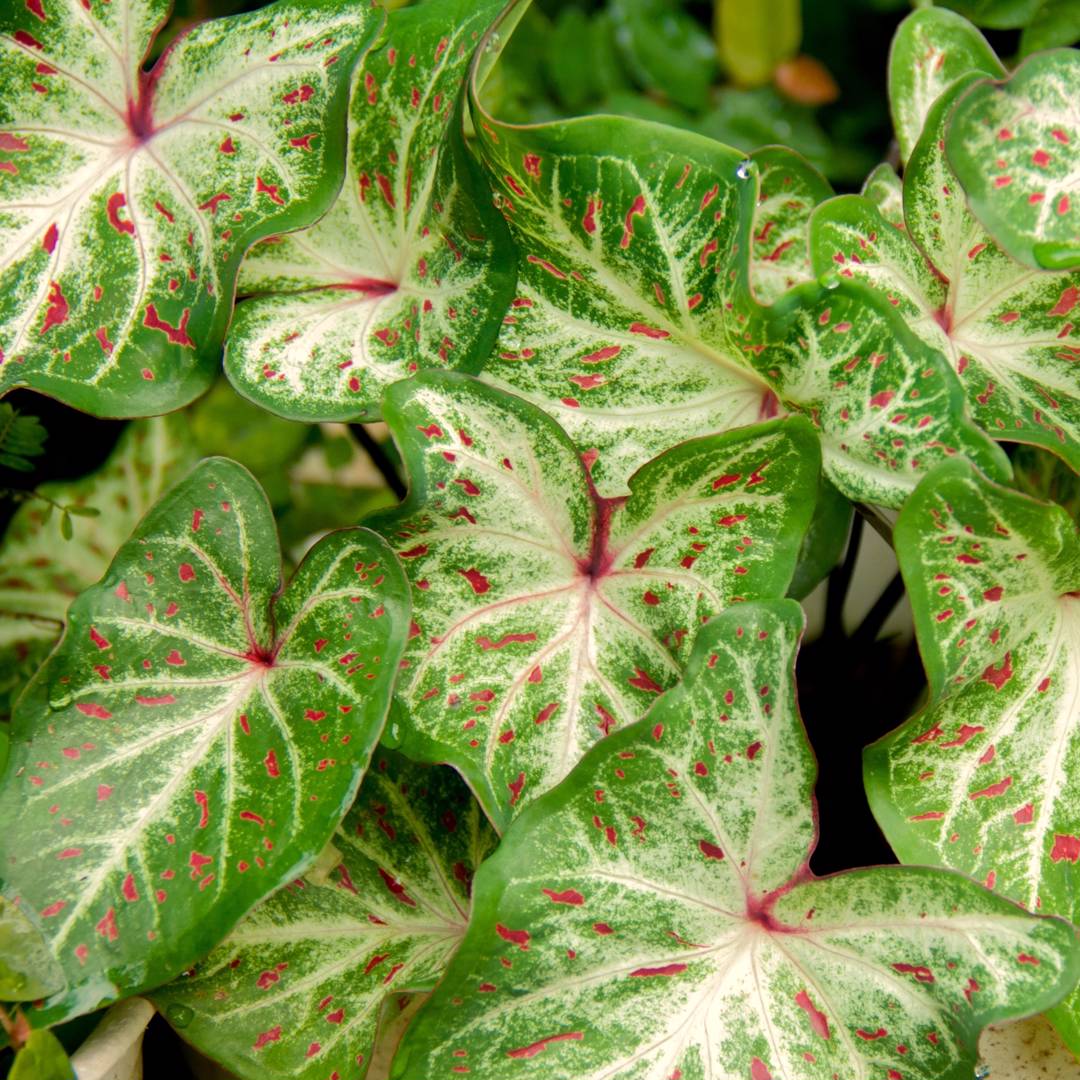 Kaladium Gingerland