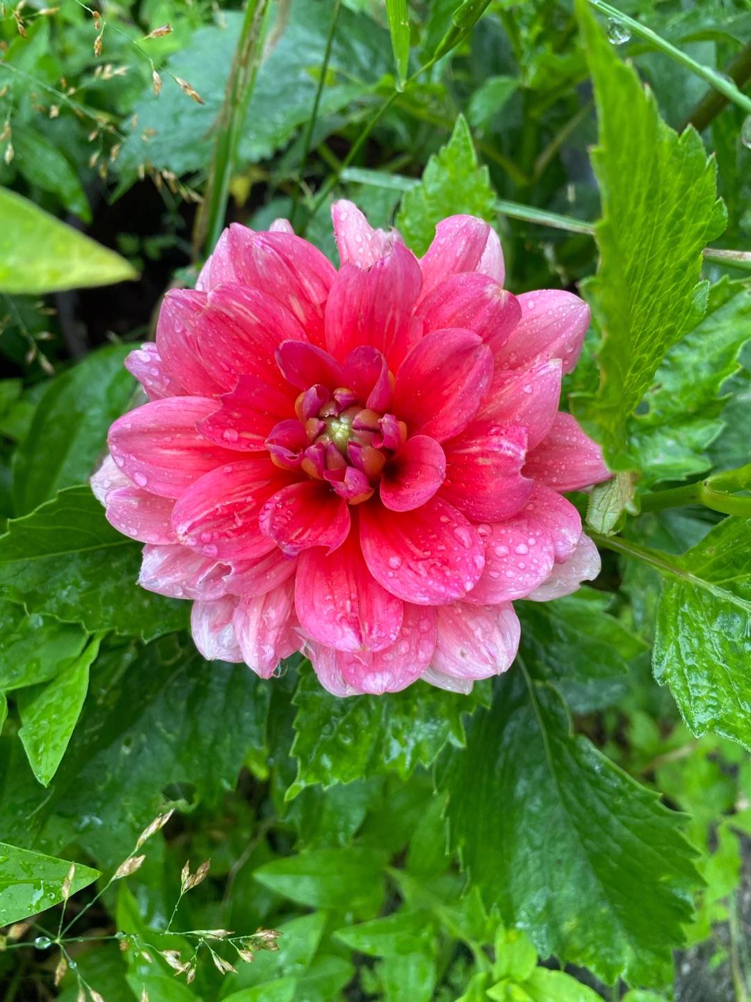Dahlia Berliner Kleene