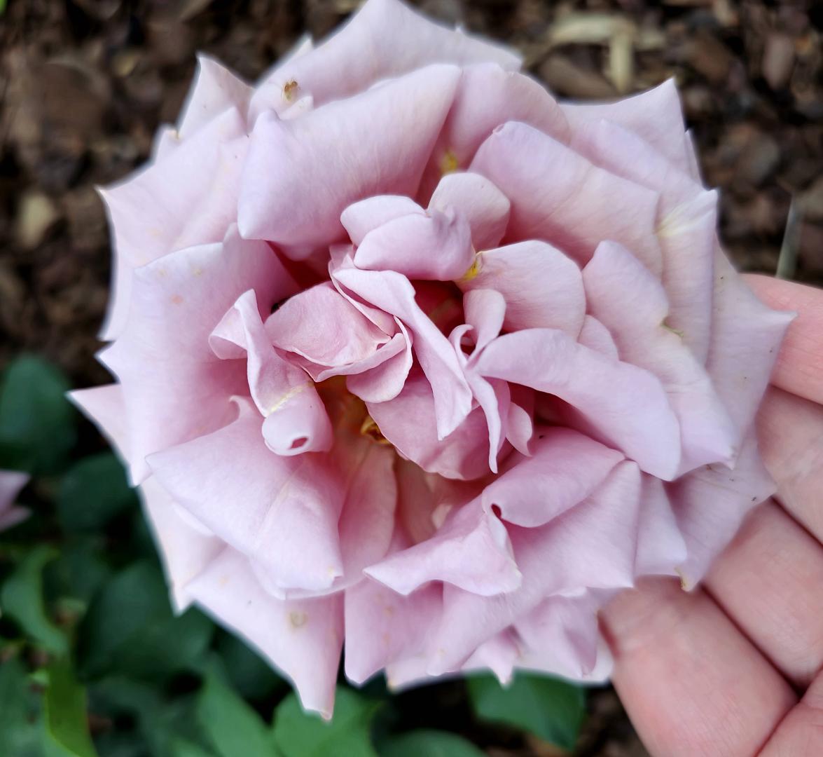 7sortersblomster