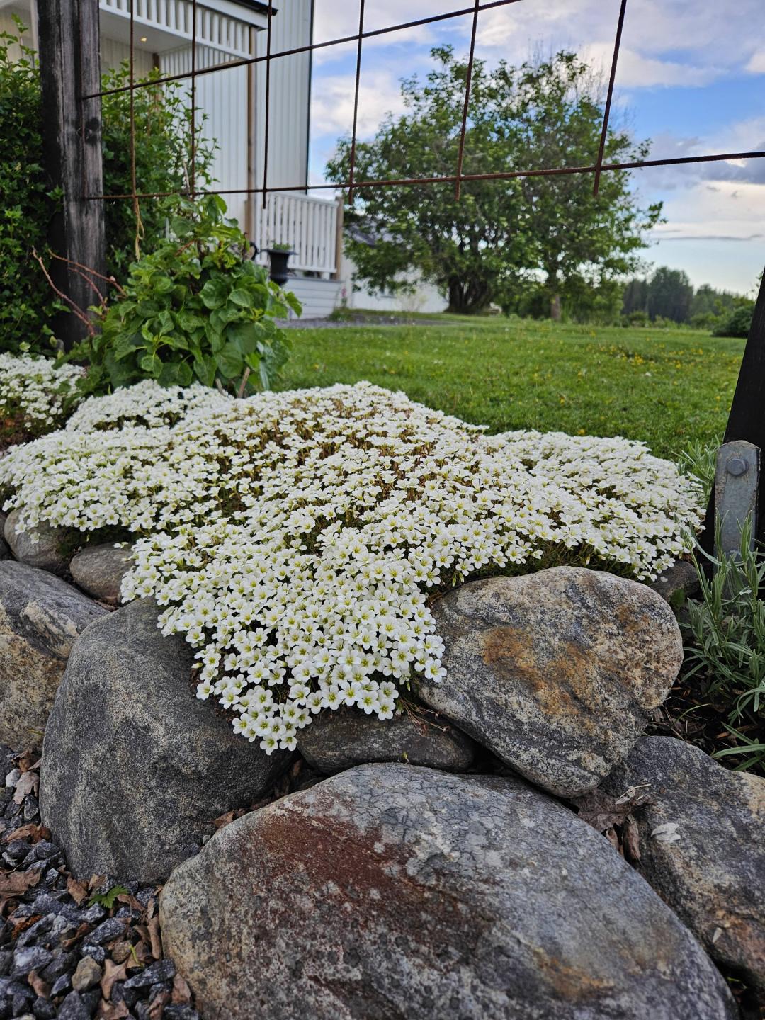 Rosenbräcka White Star