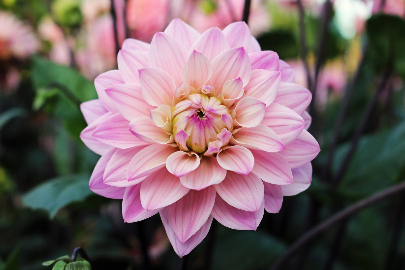 Dahlia Melody Harmony