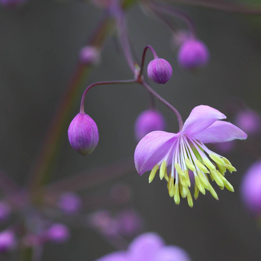 Violruta 