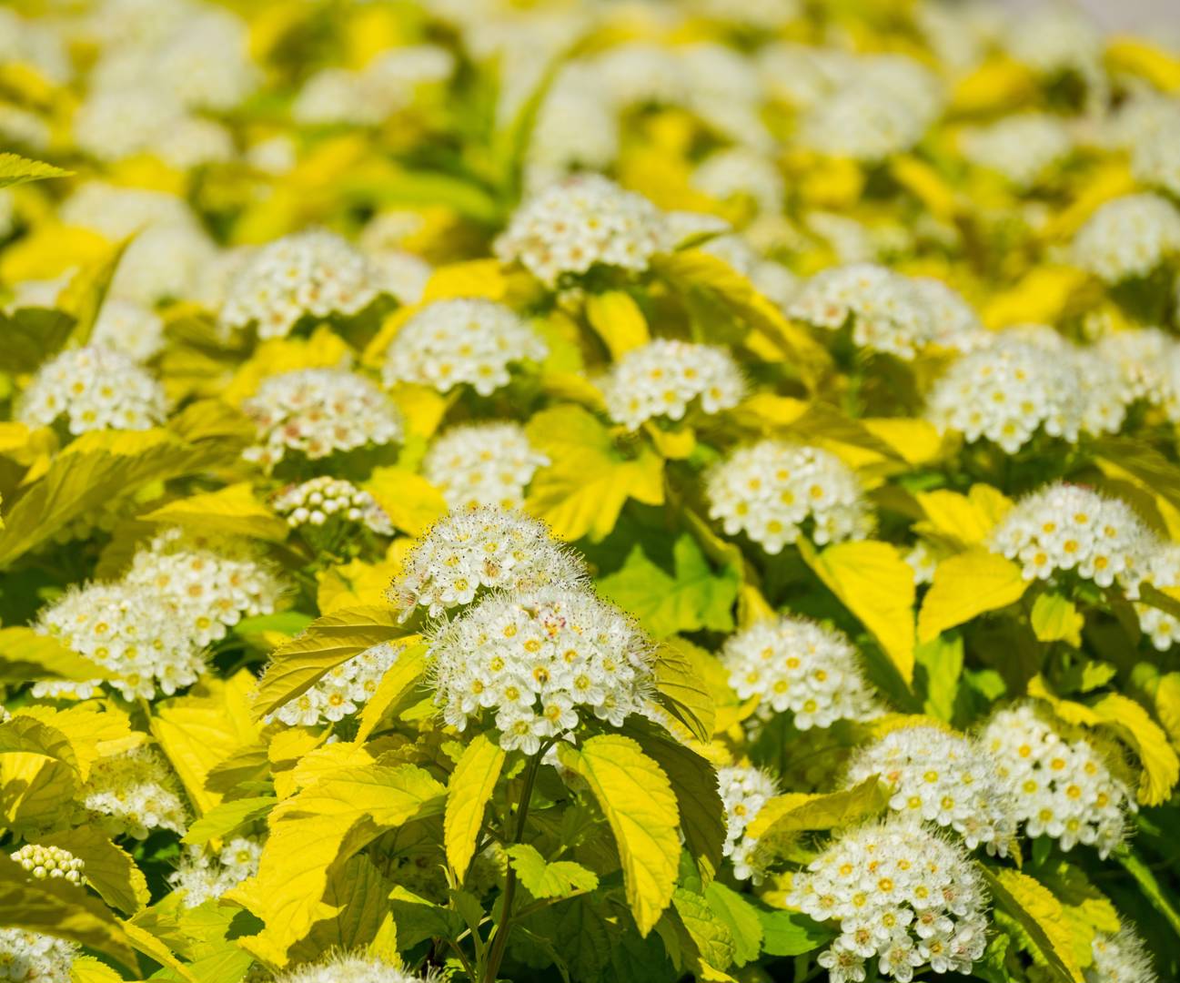 Smällspirea Nugget