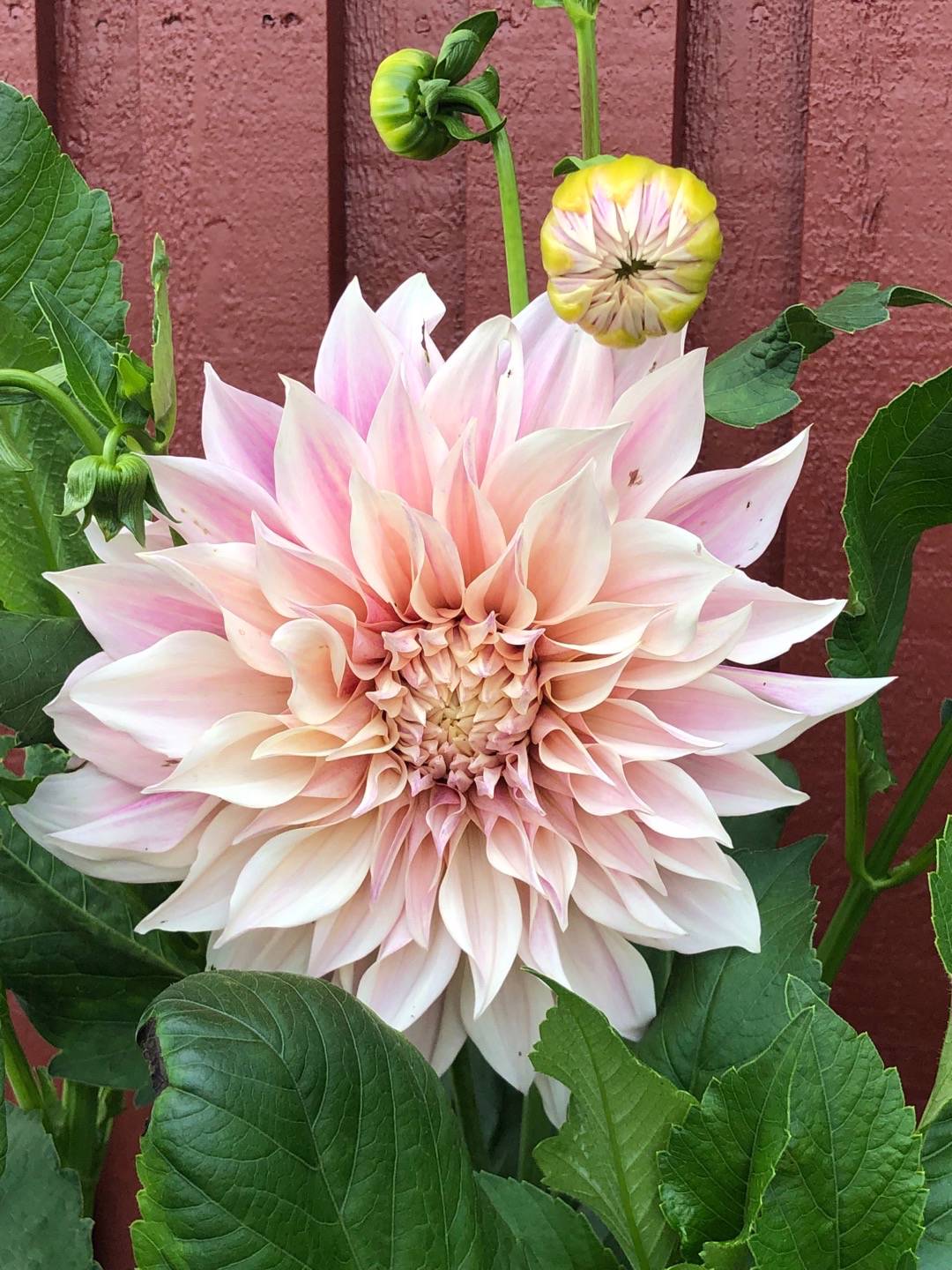 Rensättra trädgård