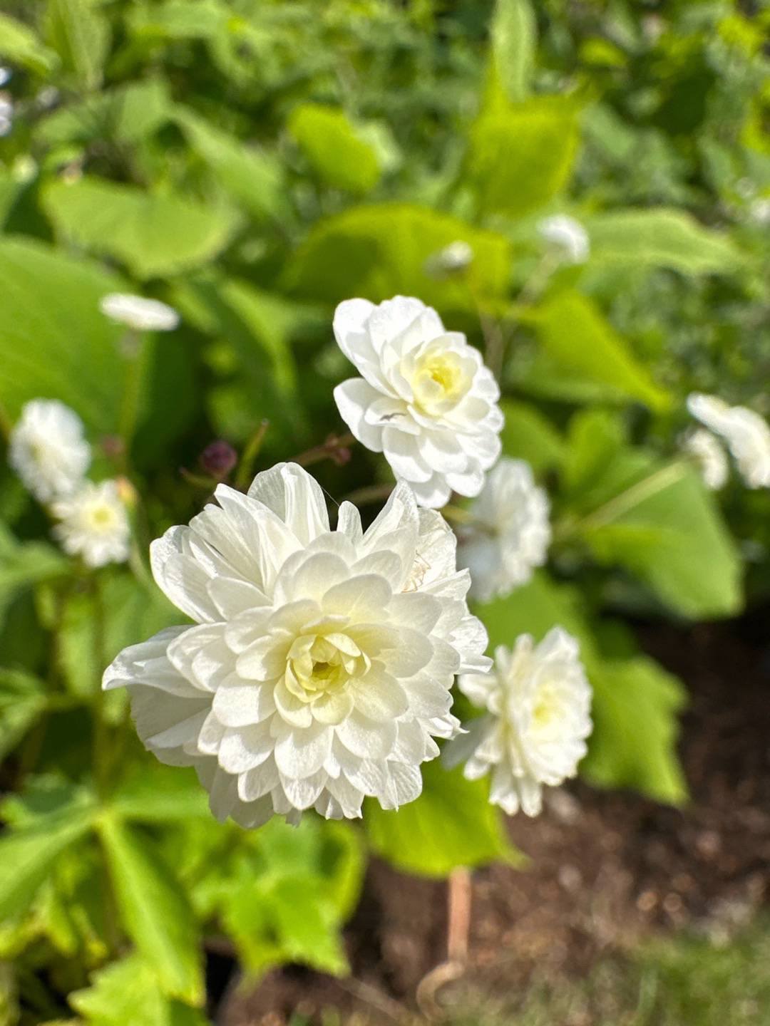 Stormhattsranunkel Pleniflorus