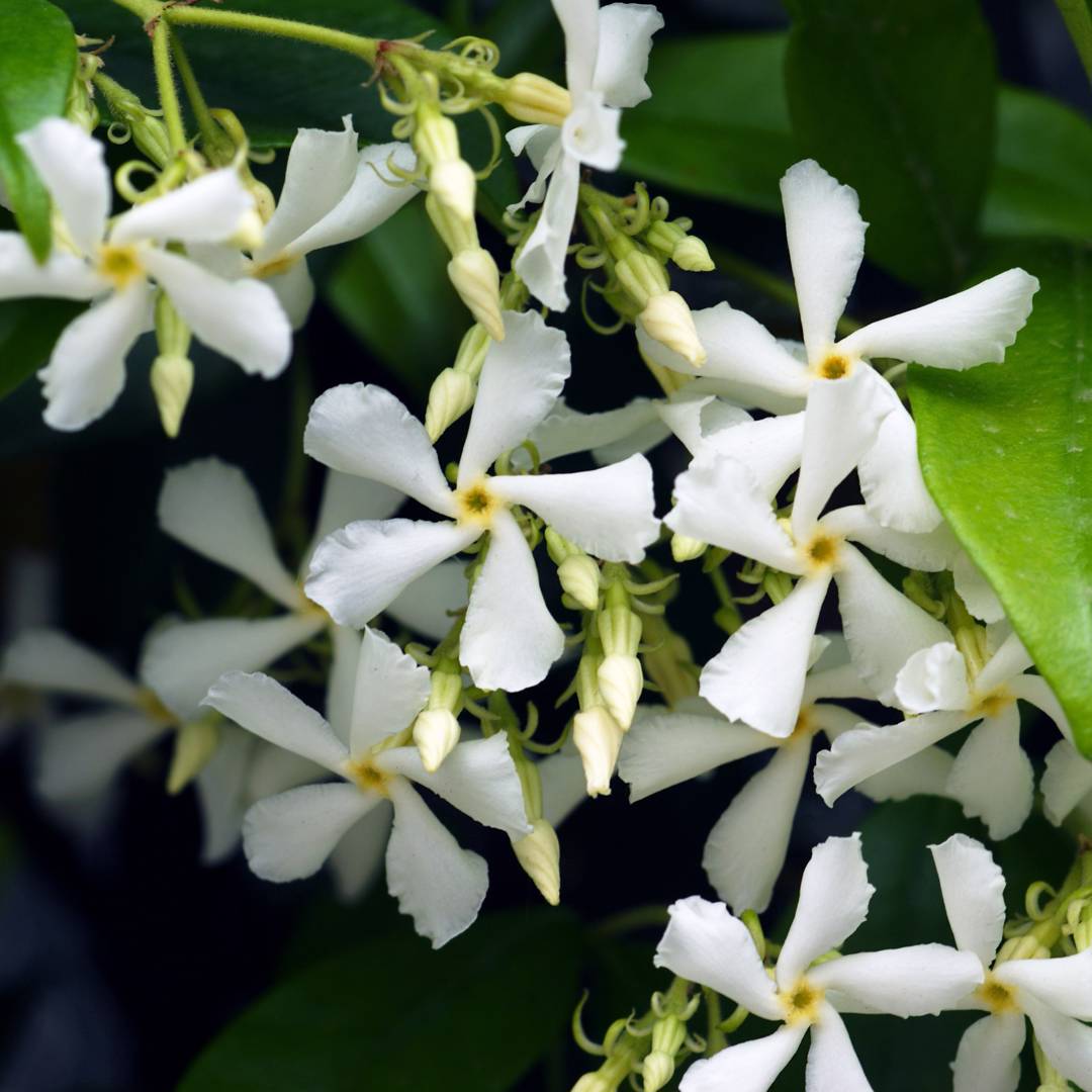 Stjärnjasmin 