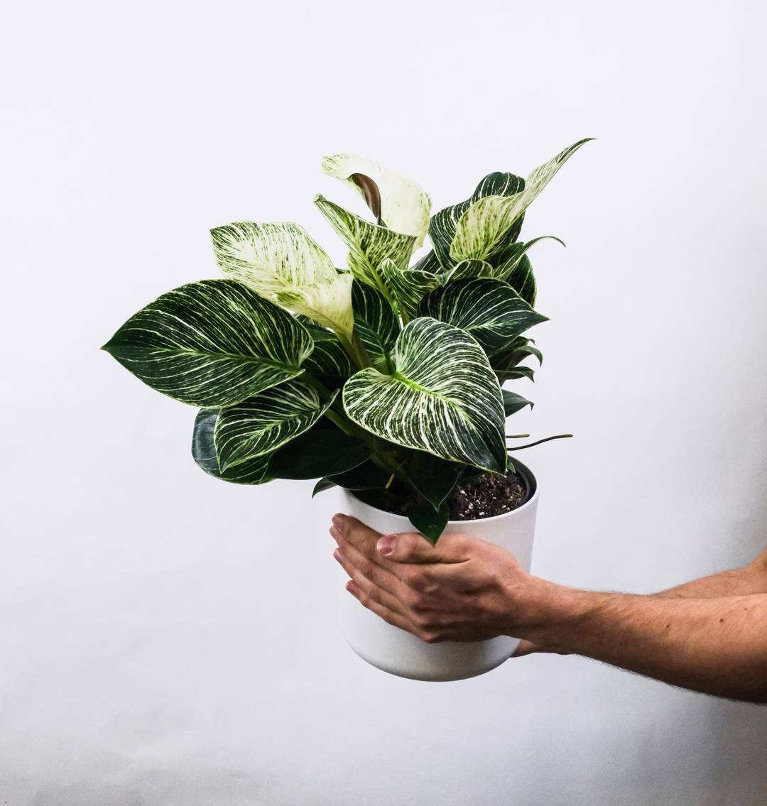 Philodendron White Wave