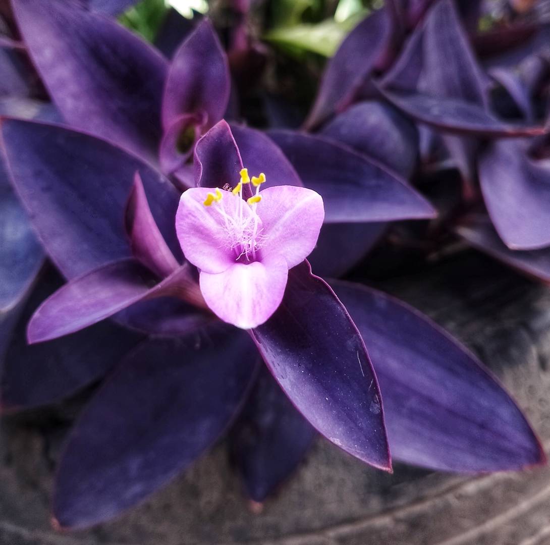 Purpurblad 