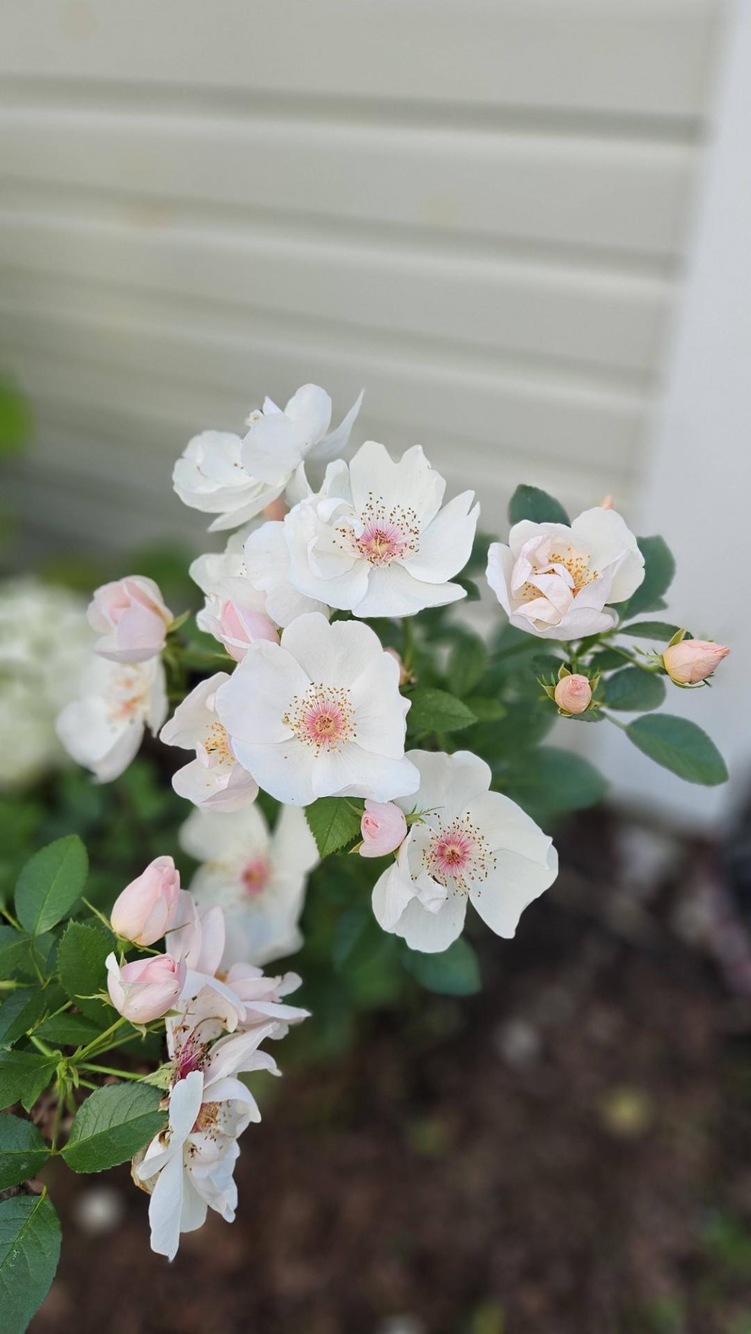 Wiklanders Trädgård