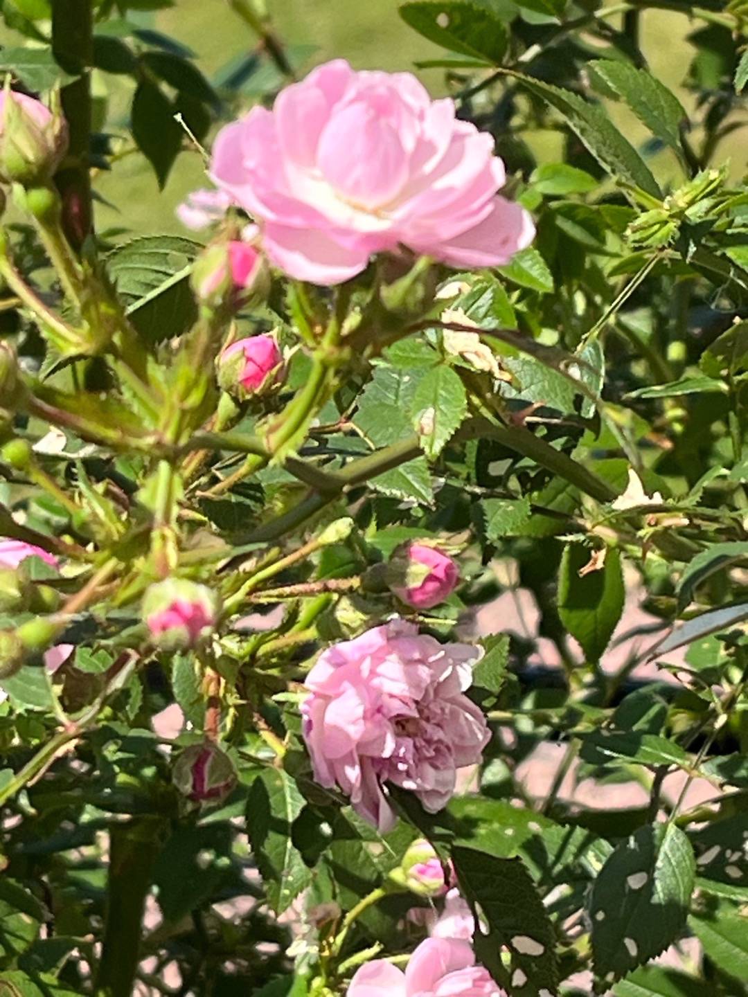 Oh!Garden - Ros Little Rambler