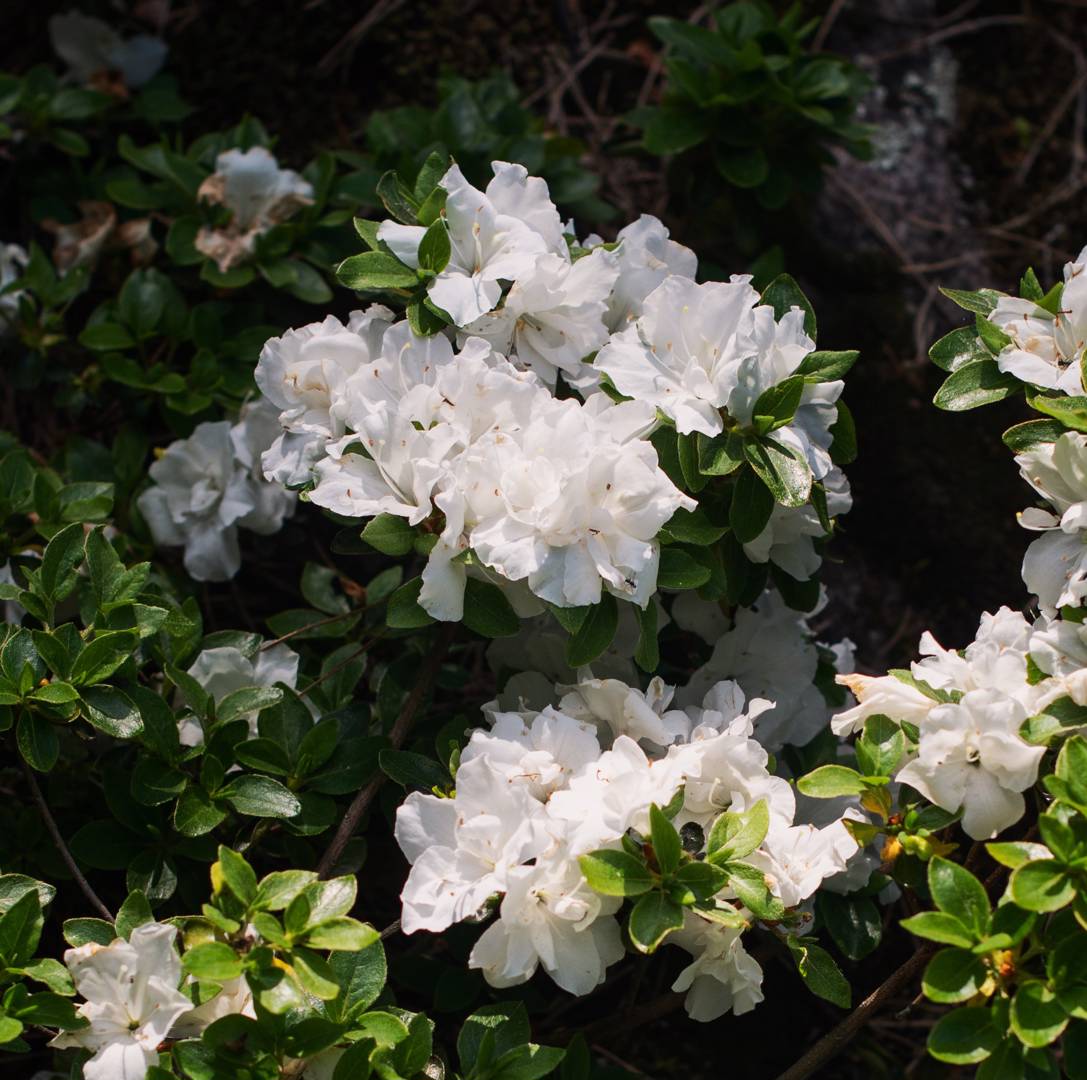 Japansk Azalea Panda