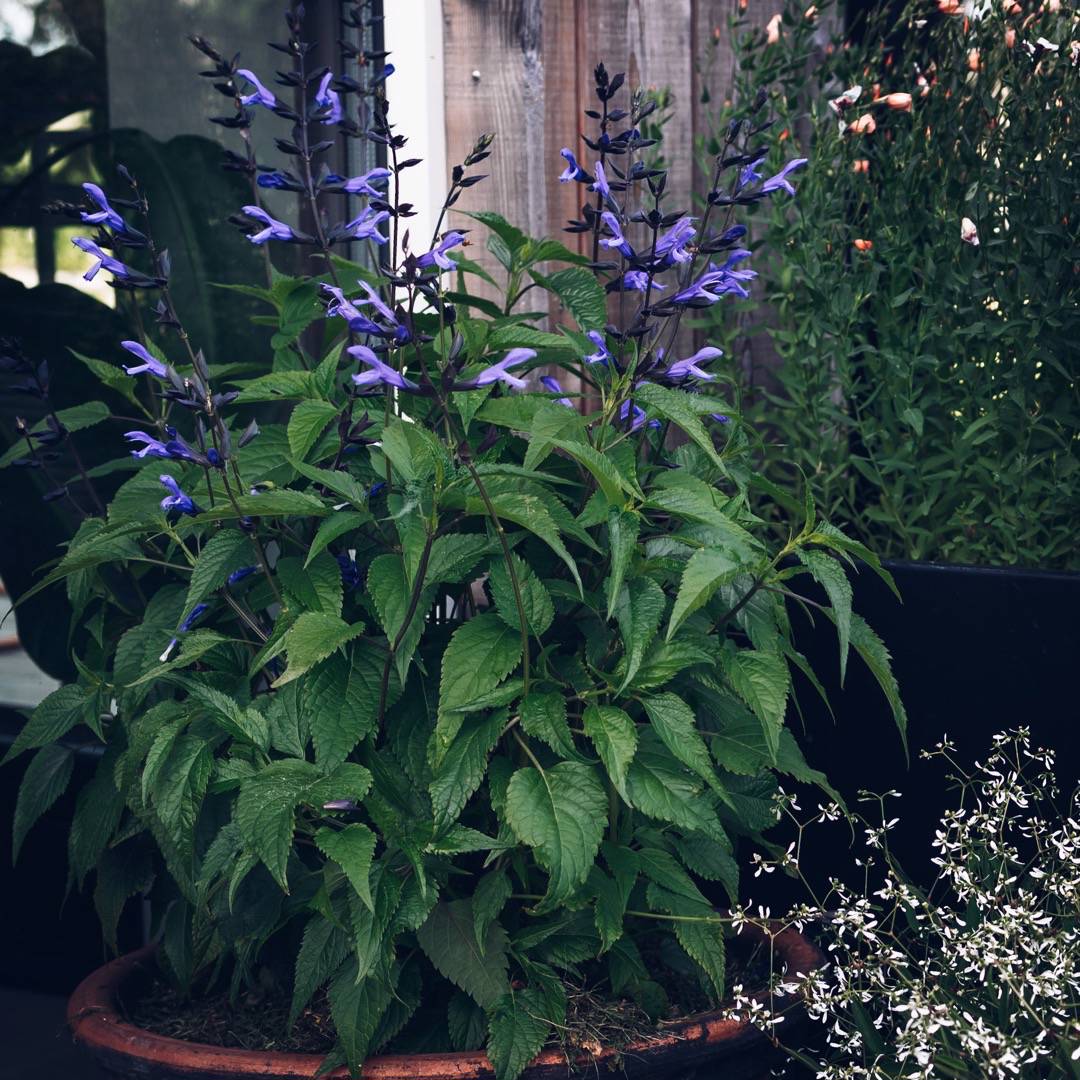 Daggsalvia Salgoon