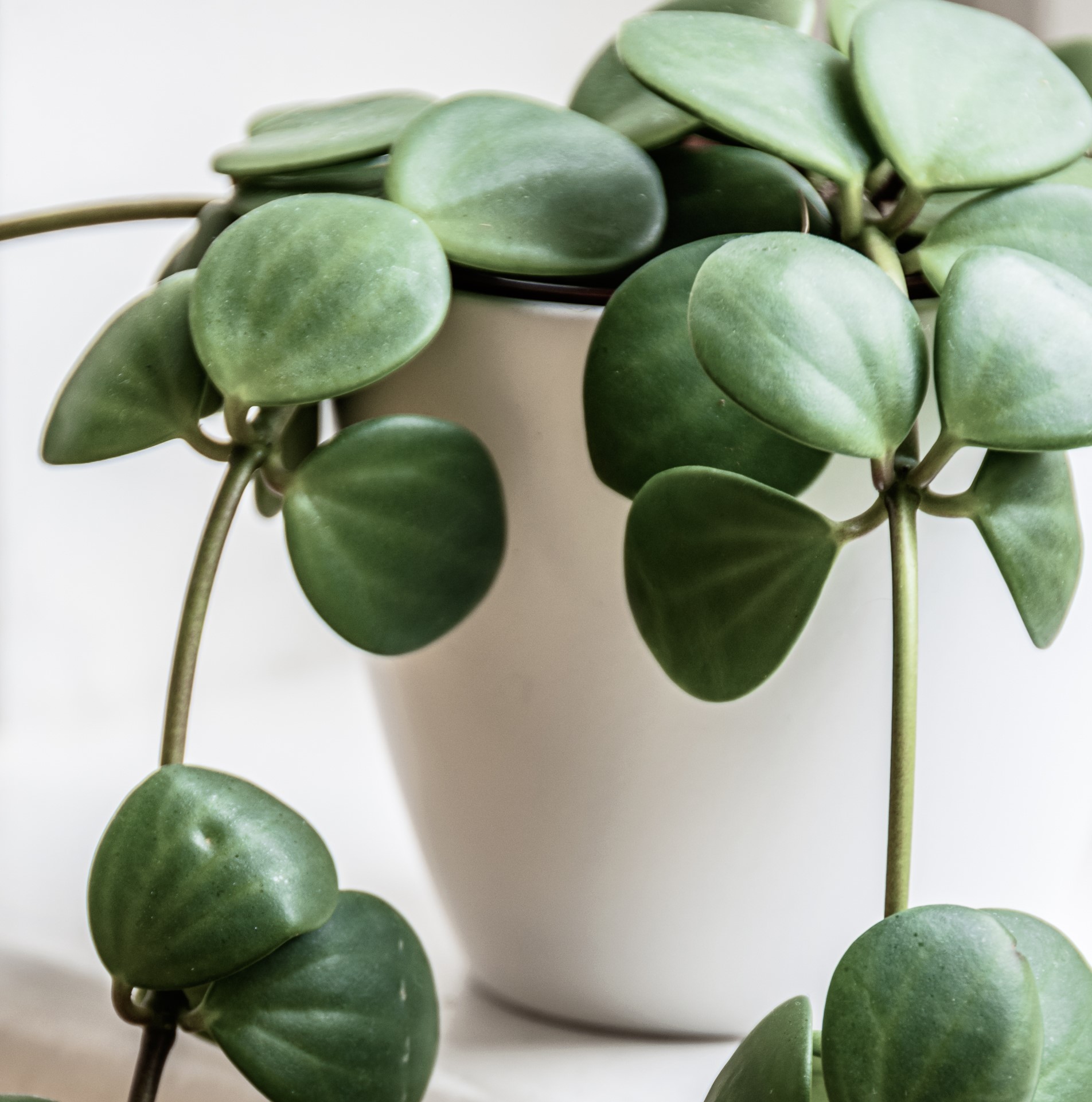 Linspeperomia 