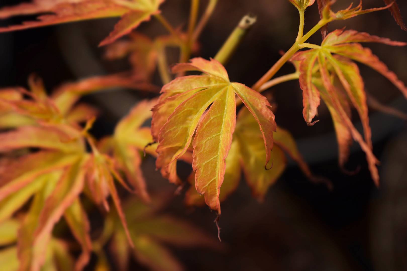 Japansk lönn Katsura