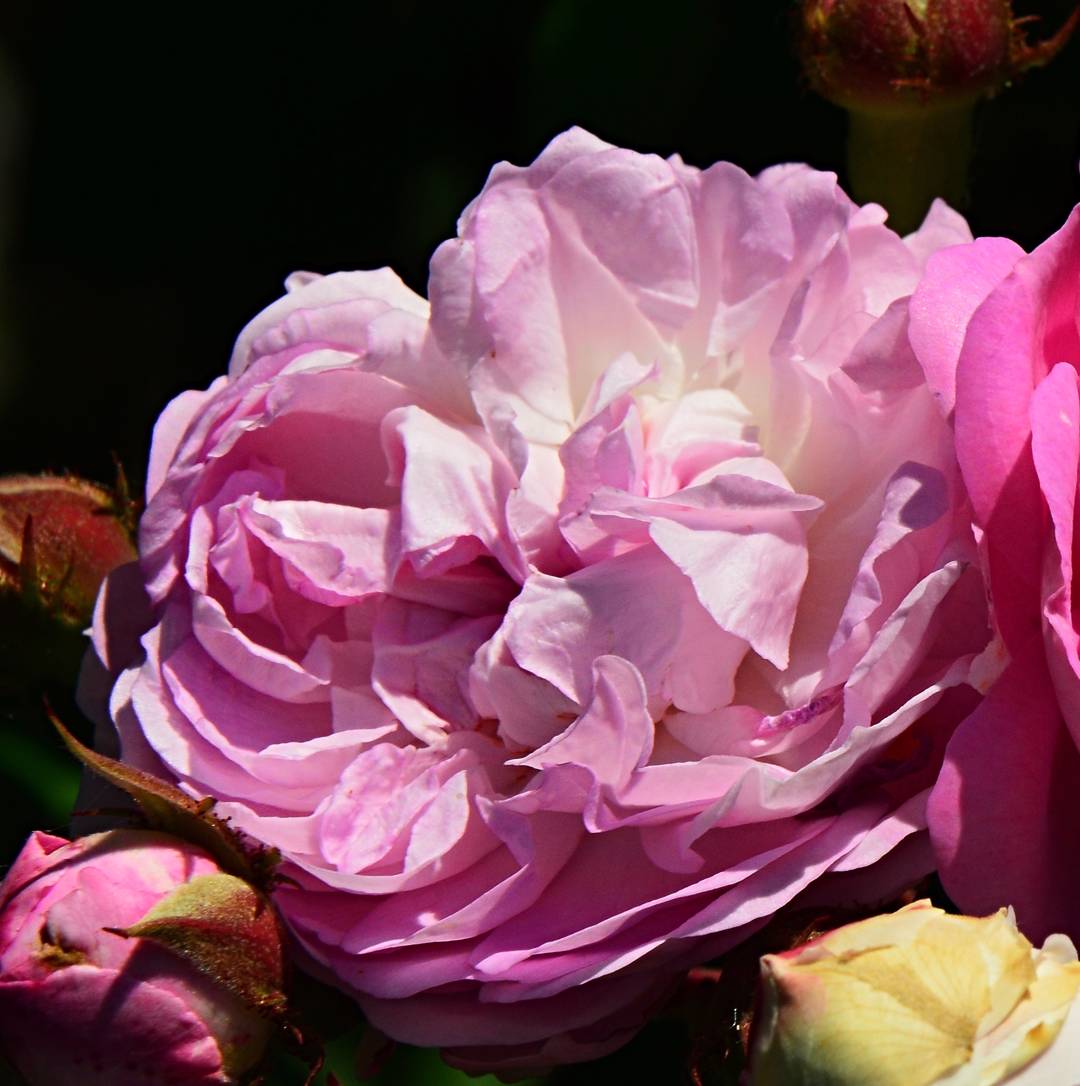 Ros Geschwinds Nordlandrose