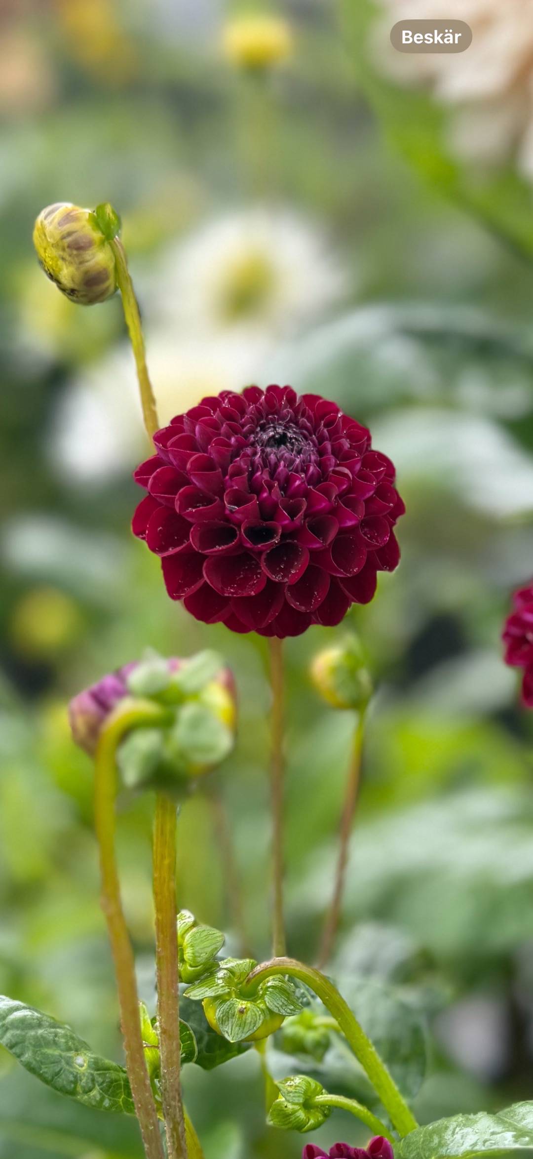 Jossans blomster