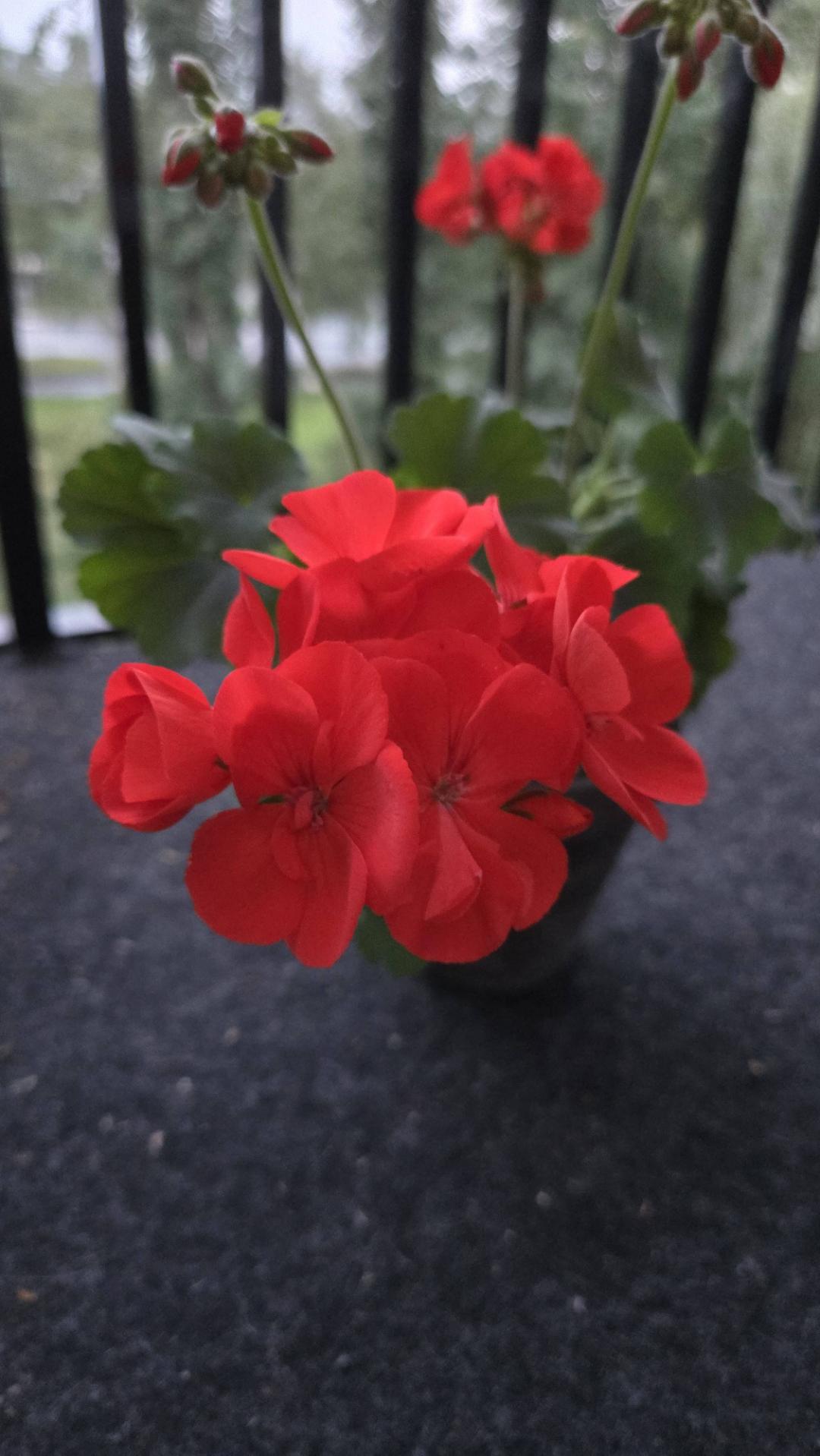 Pelargon Chocolate Fire