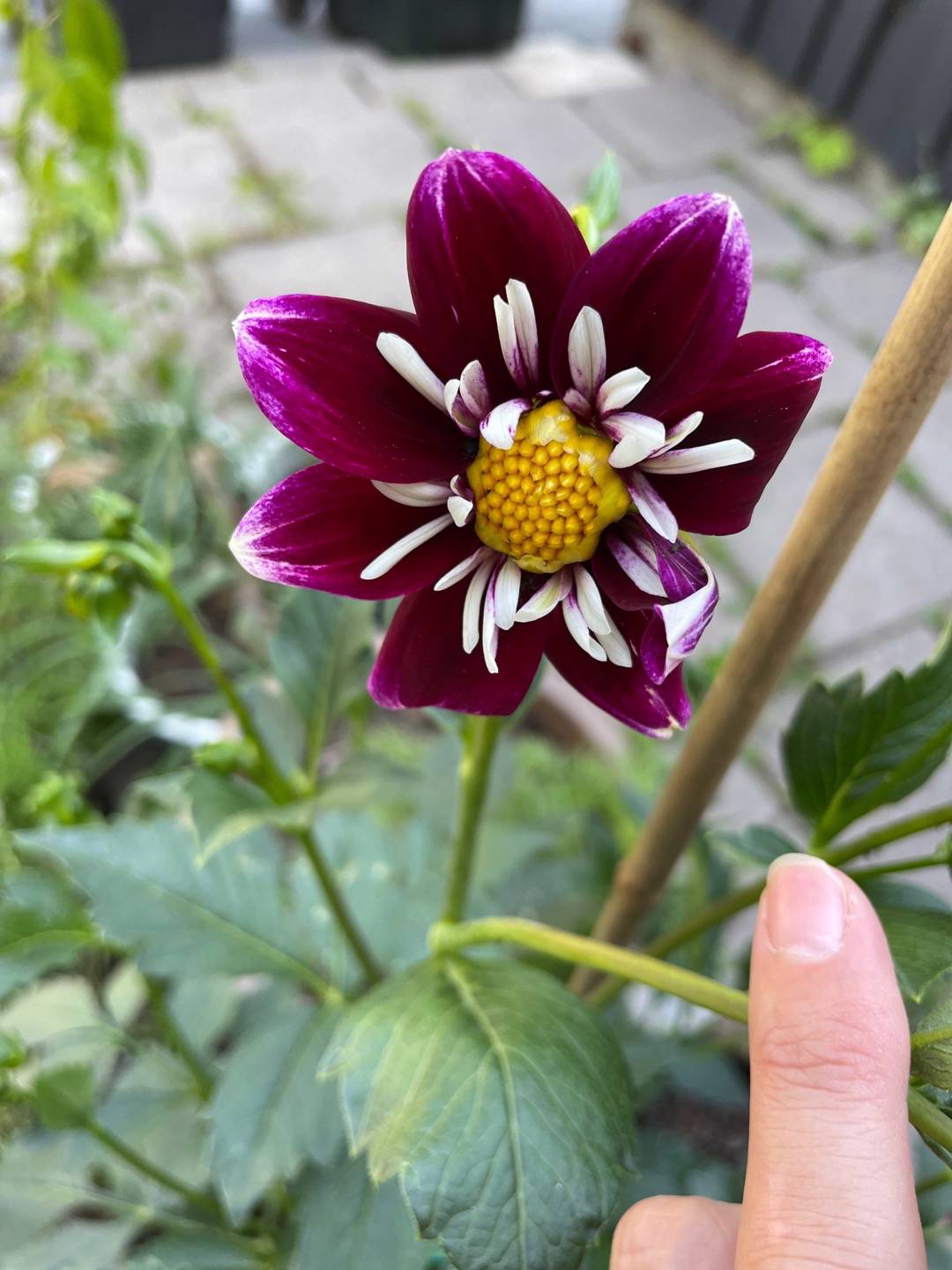Dahlia Impression Fabula