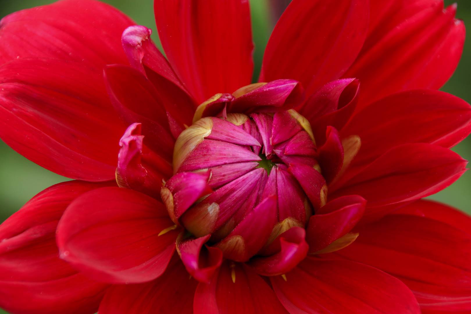 Dahlia Heatwave