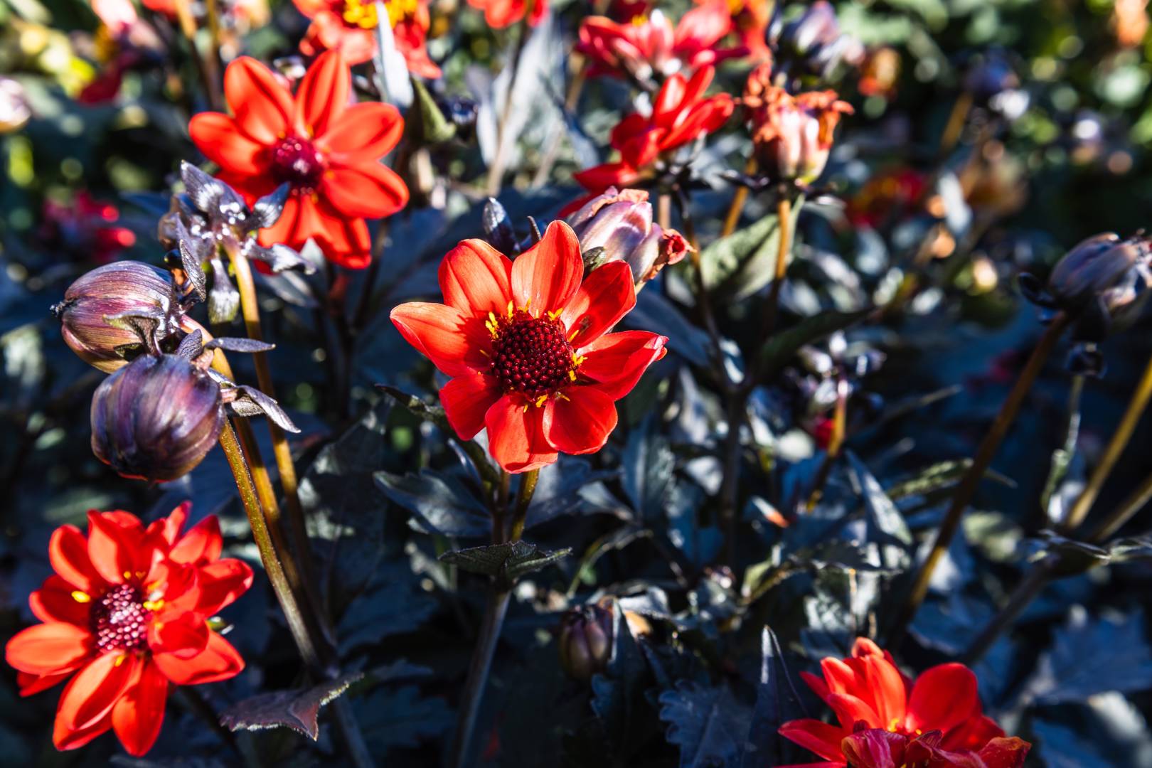 Dahlia Pulp Fiction