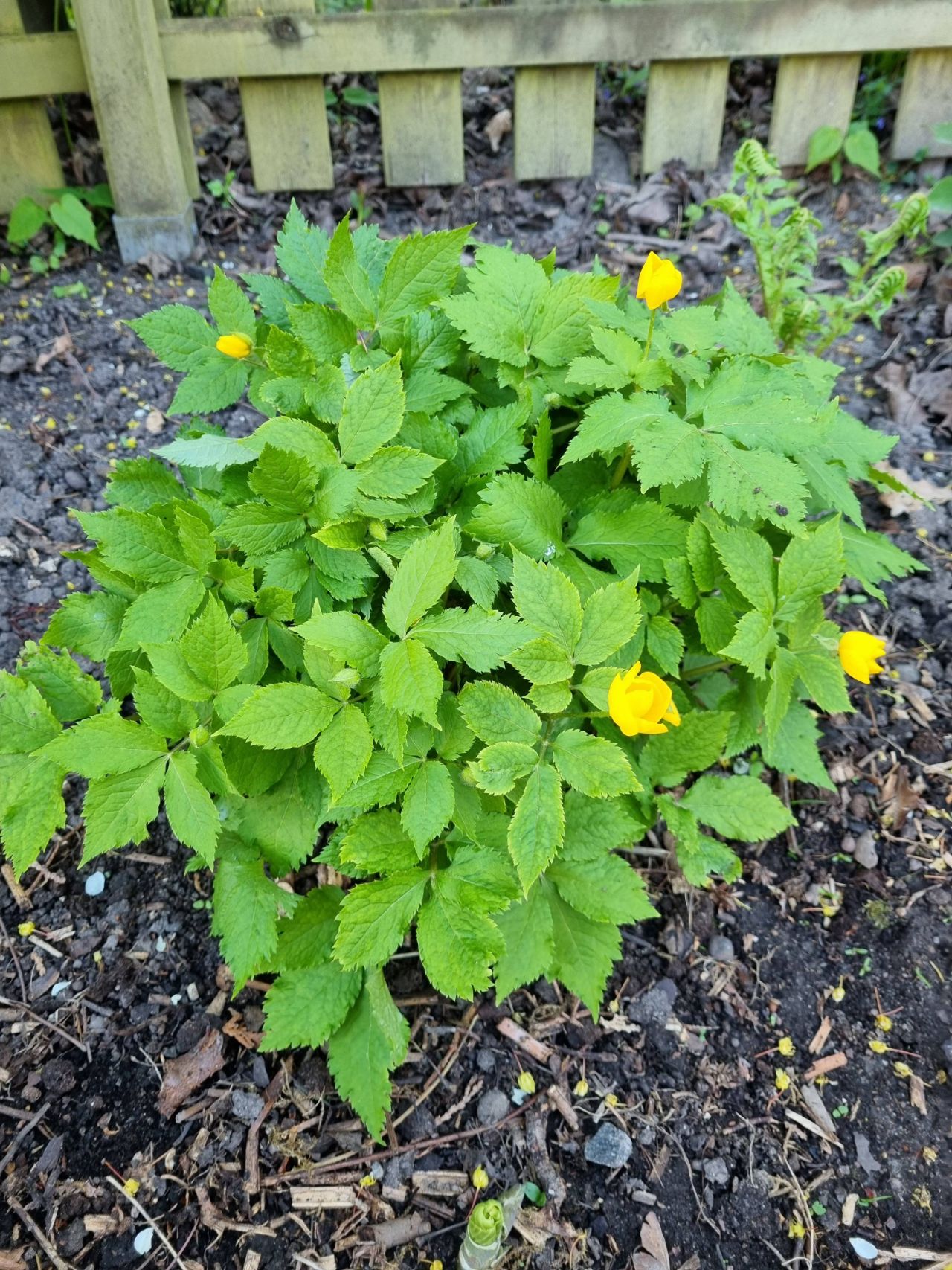 Blommoristan