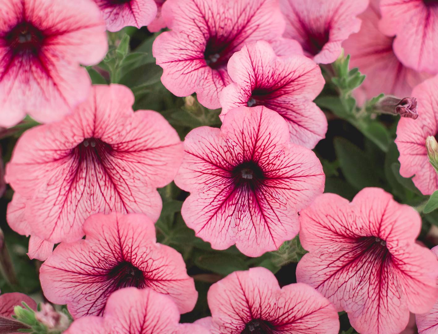 Petunia 