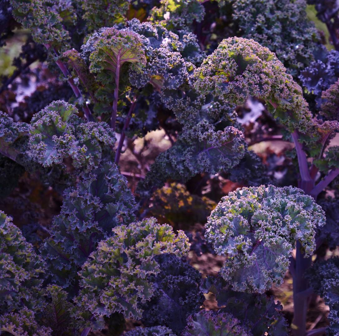 Grönkål Curly Scarlet