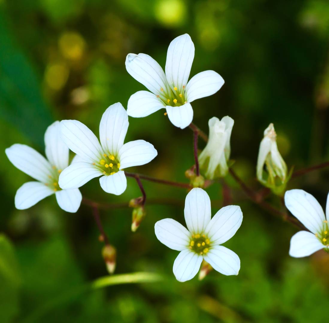 Mandelblomma 