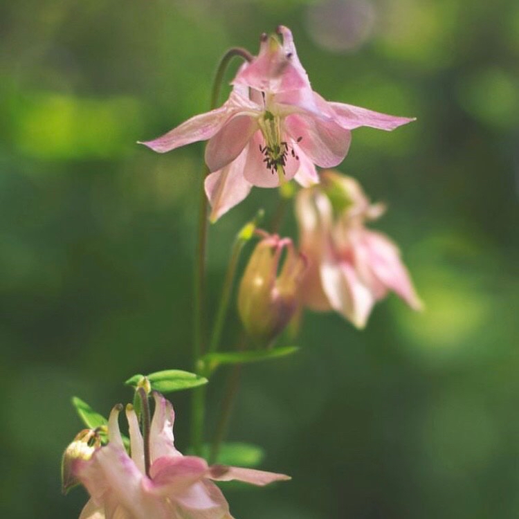 Där knoppar brister