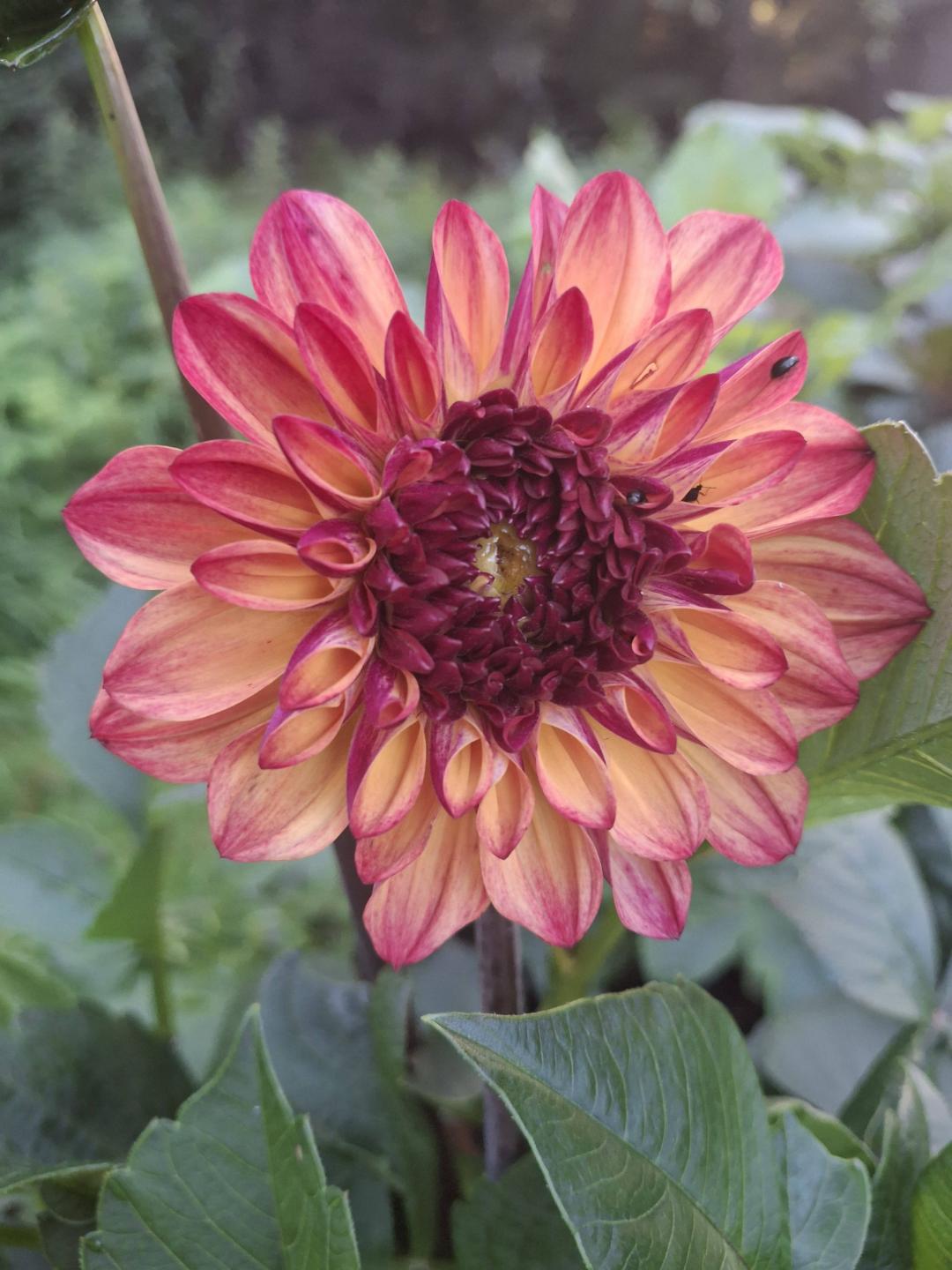 Dahlia Autumn Pumpkin