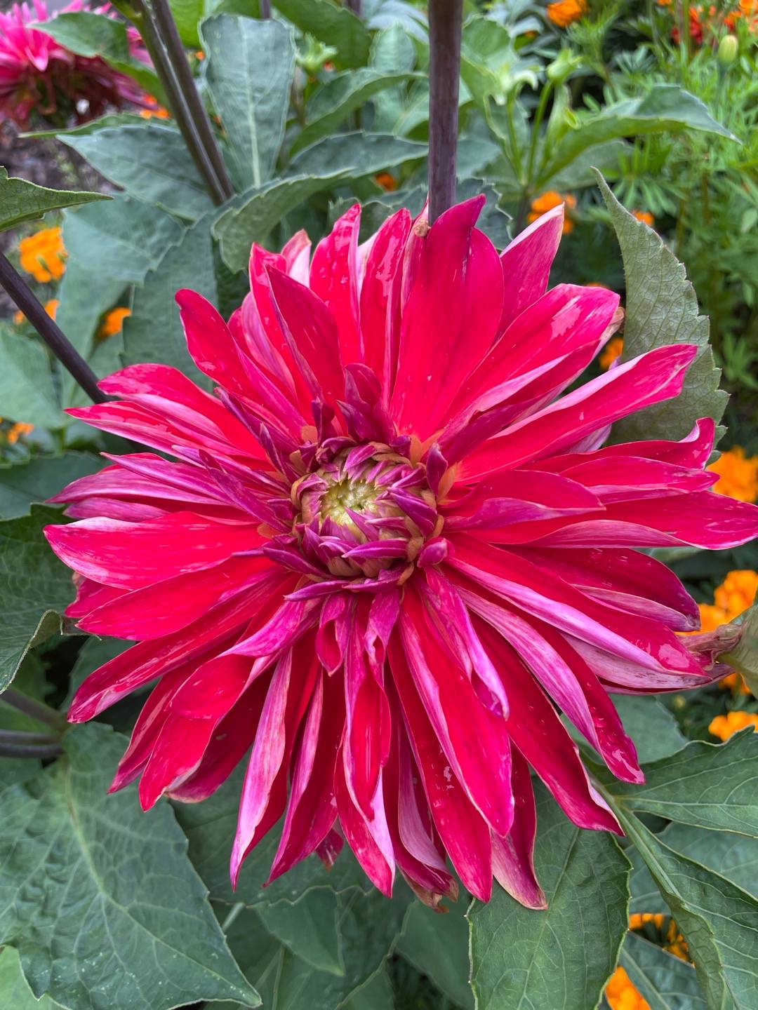 Dahlia Selina