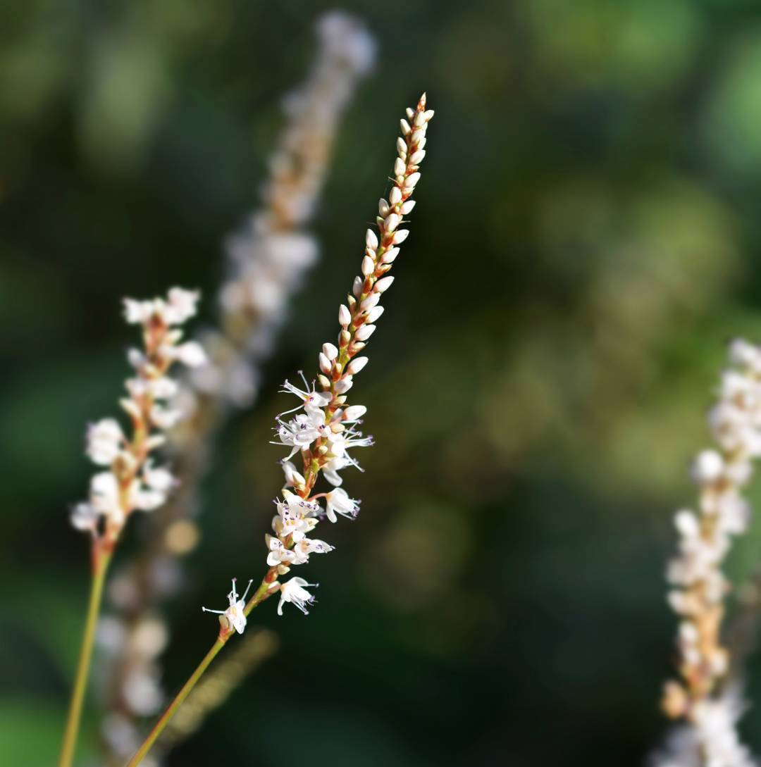 Oh!Garden - Blodormrot Alba