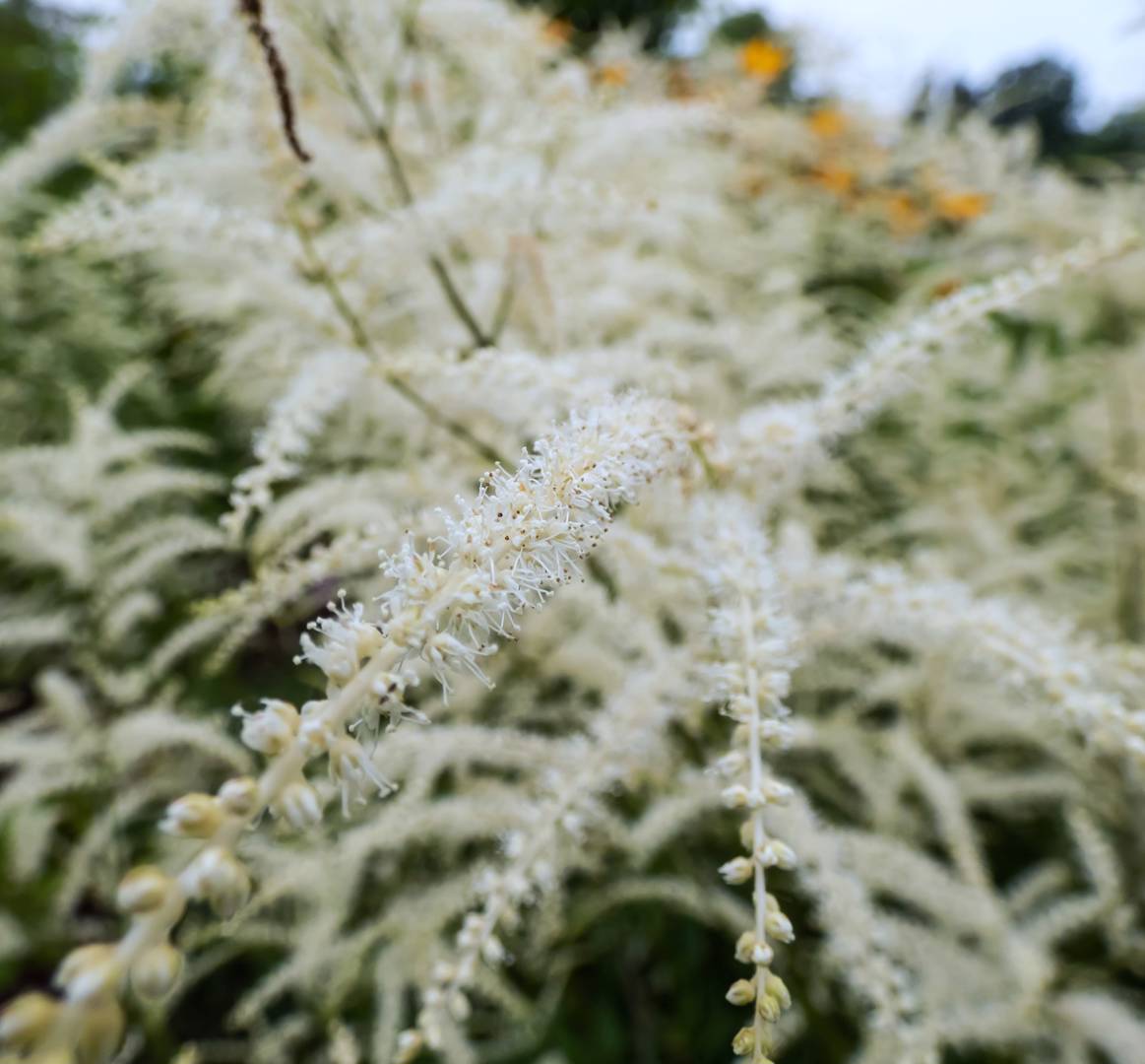 Plymspirea Kneiffii