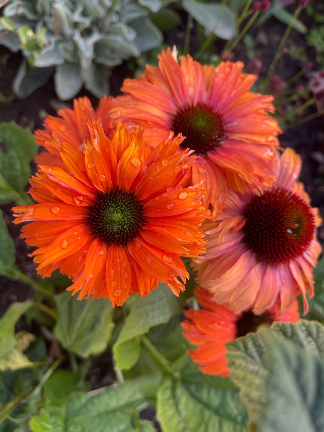 Röd Solhatt Orange