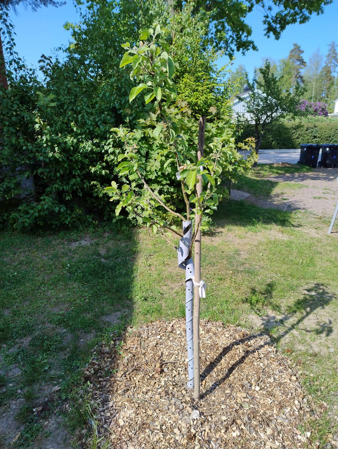 Äppelträd Trulsa