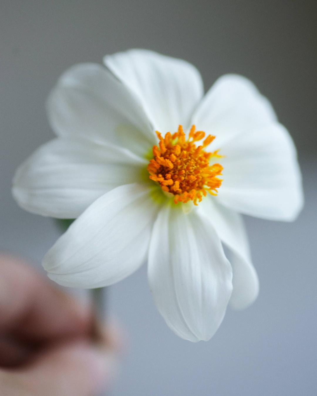 Dahlia Sneezy