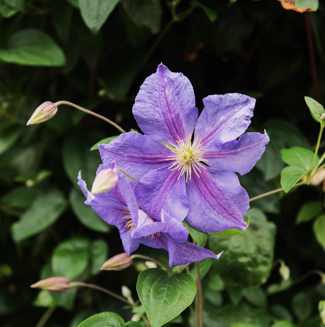 Klematis Perle d'Azur