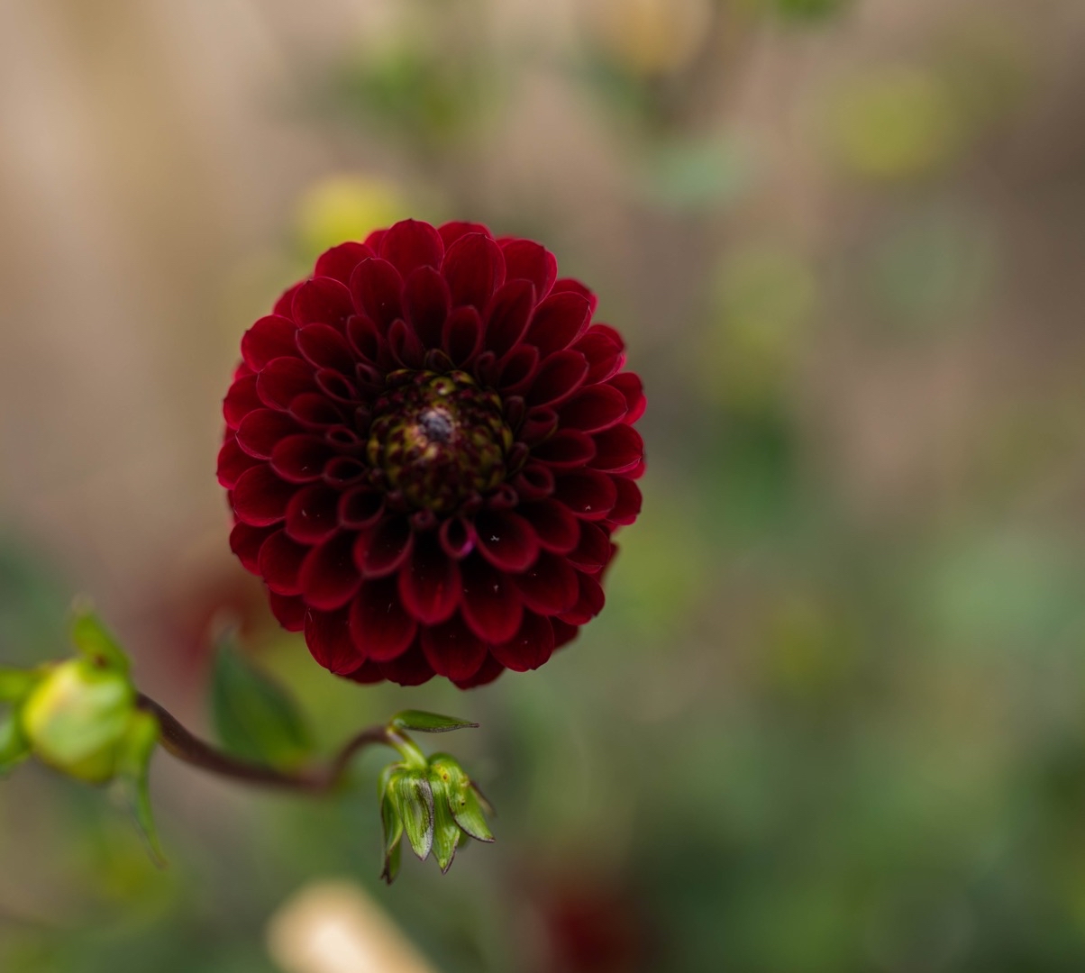 Dahlia Maroon Fox