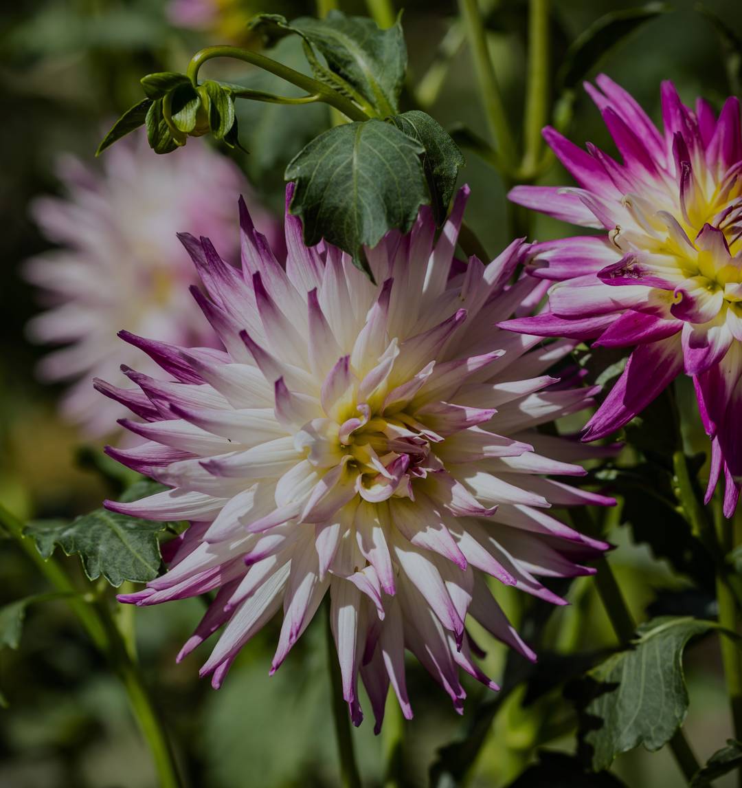 Dahlia Kiev