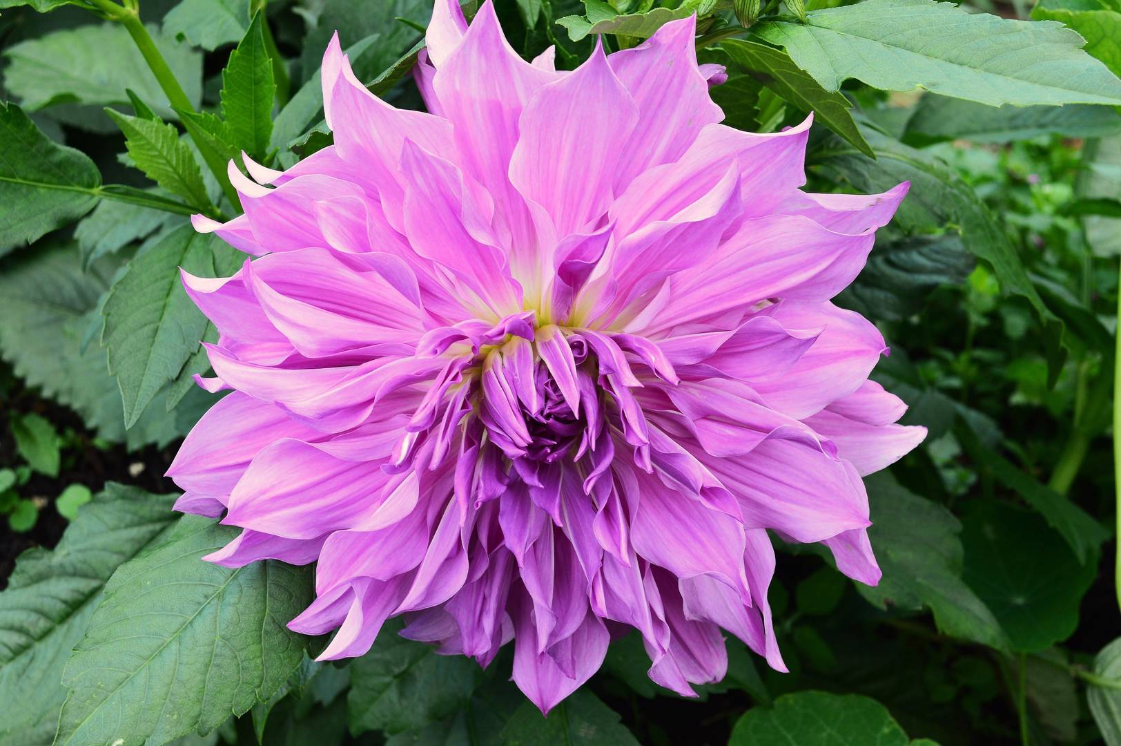 Dahlia Lavender Ruffles