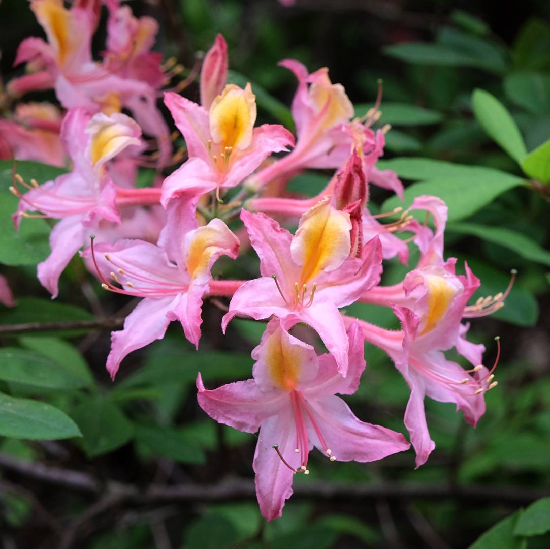 Azalea Irene Koster