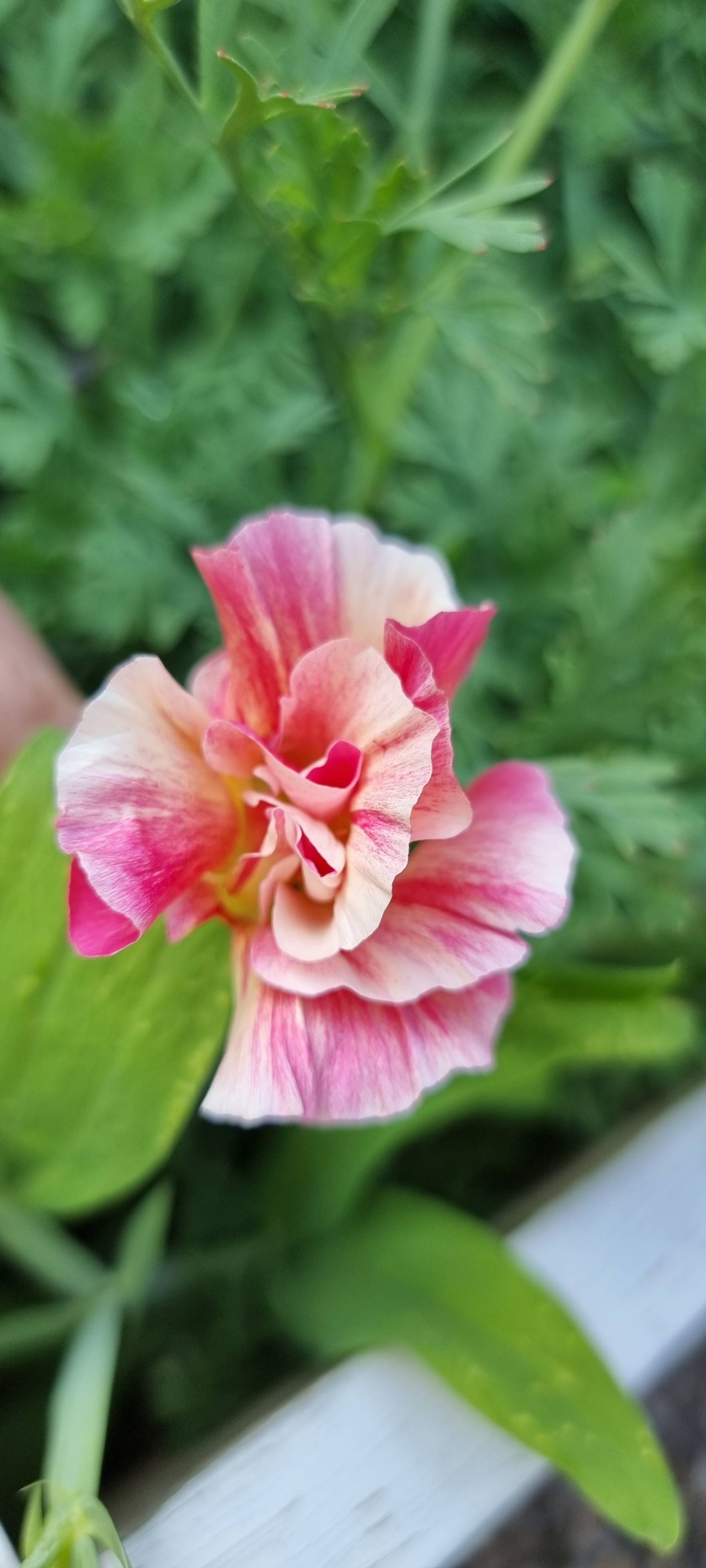 Sömntuta Rosa Romantica