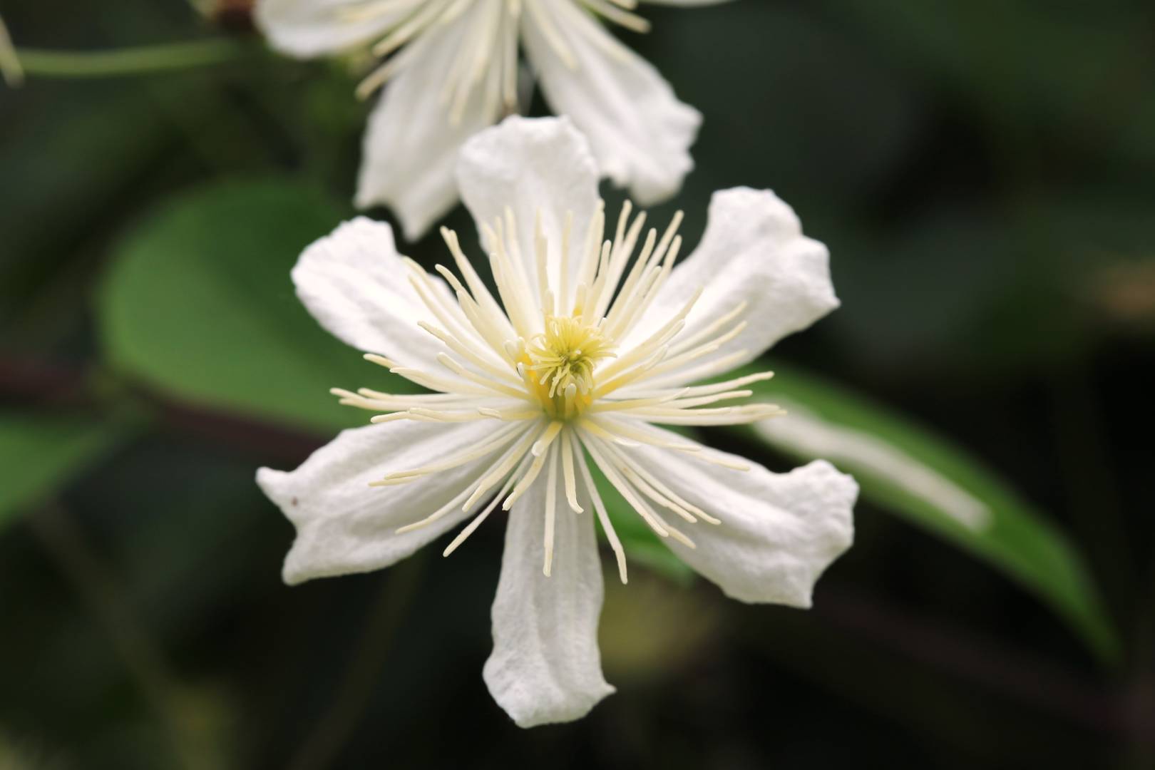 Vitalba-klematis Paul Farges