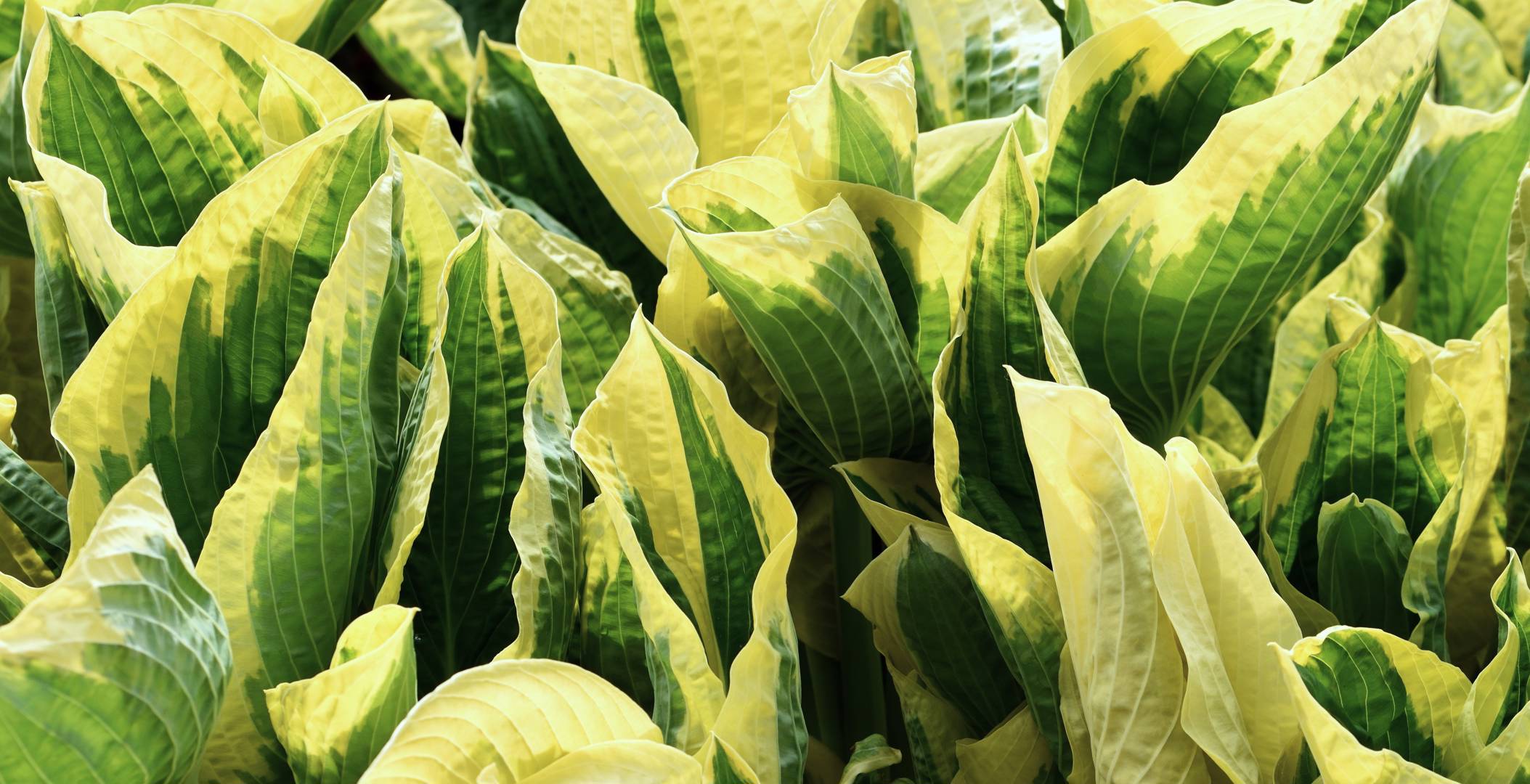 Oh!Garden Funkia Cherry Berry