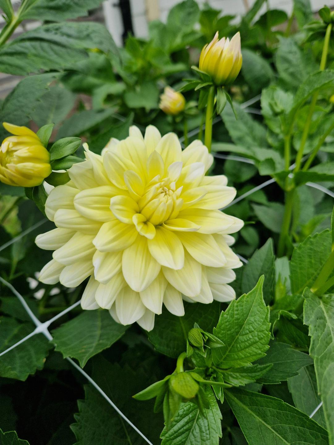 Dahlia Innocent Silence