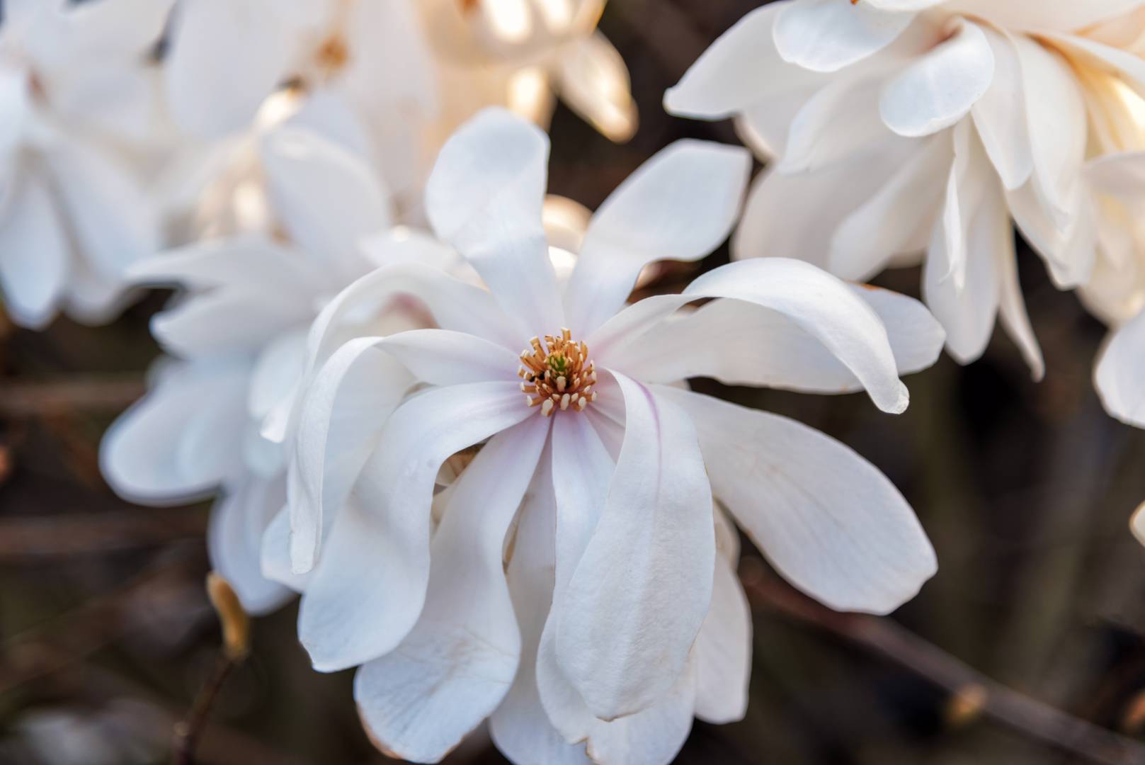 Hybridmagnolia Wildcat