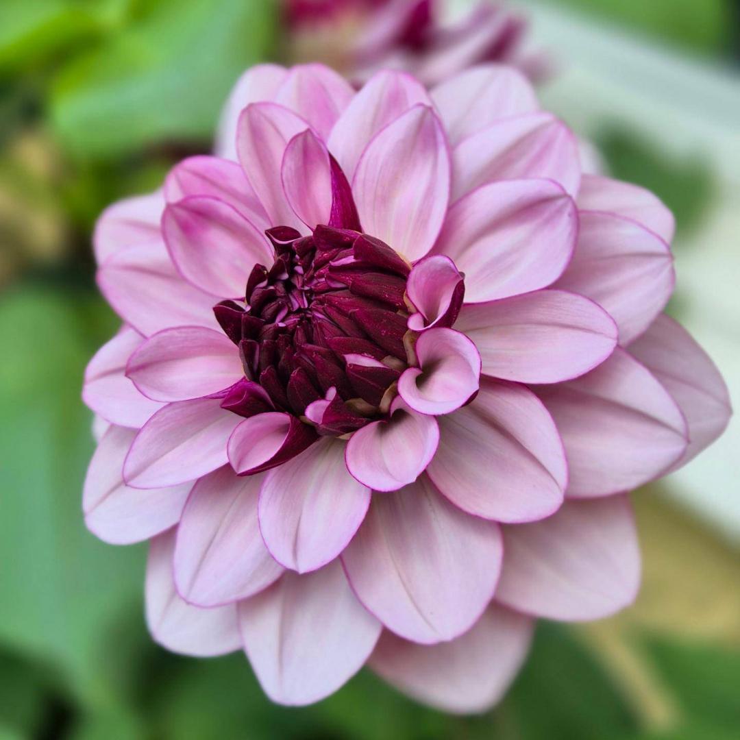 Dahlia Crème de Cassis