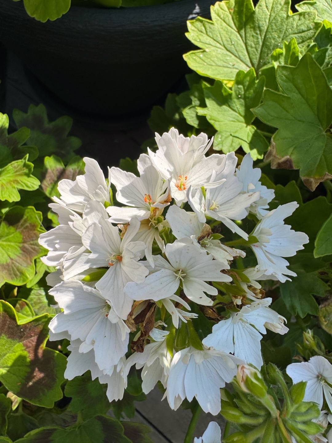 Pelargon Starry White